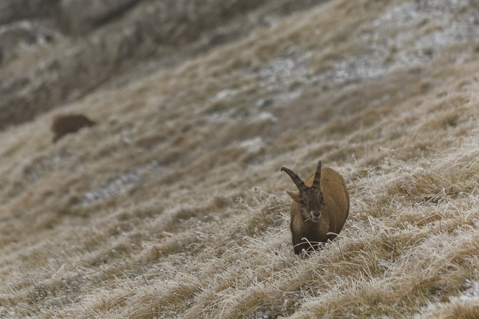 Steinbock auf der Steinbock Safari Pilatus