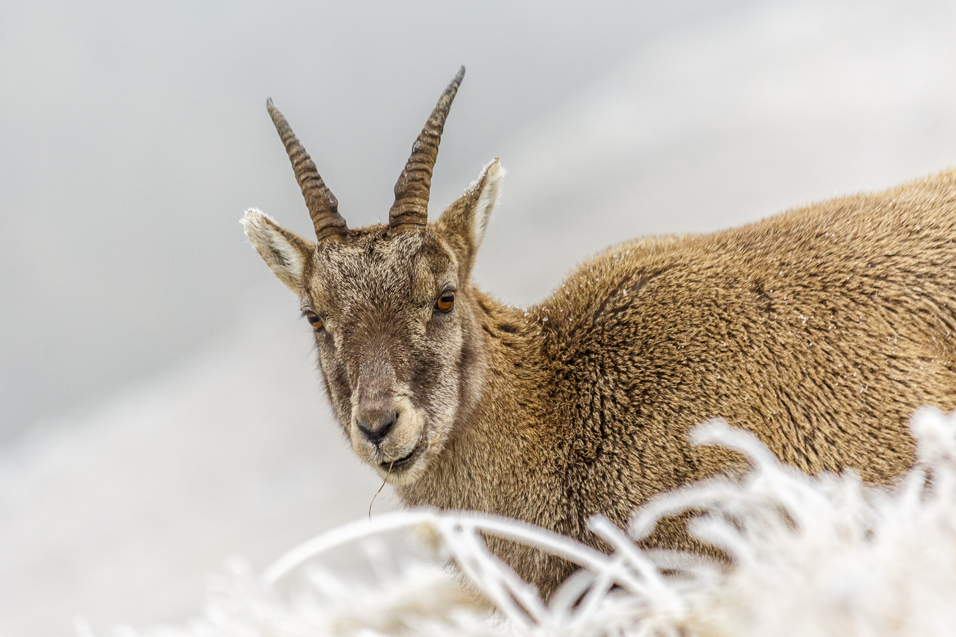 steingeiss-im-schnee-2