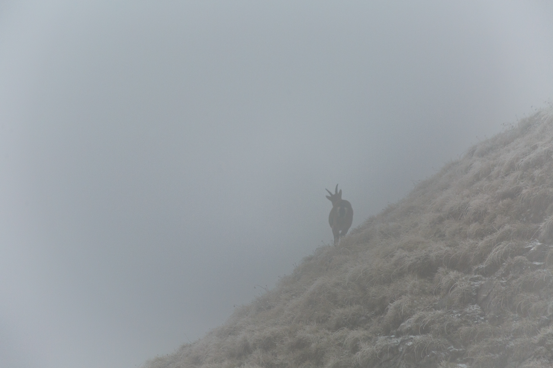 Steinbock Safari Pilatus Erlebnis