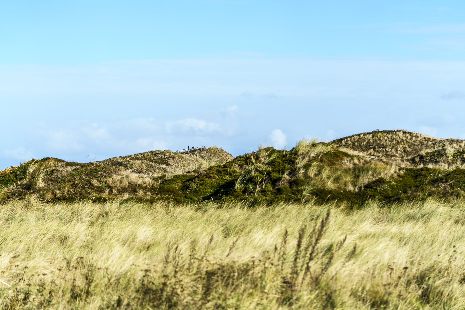 melkhoernduene-langeoog