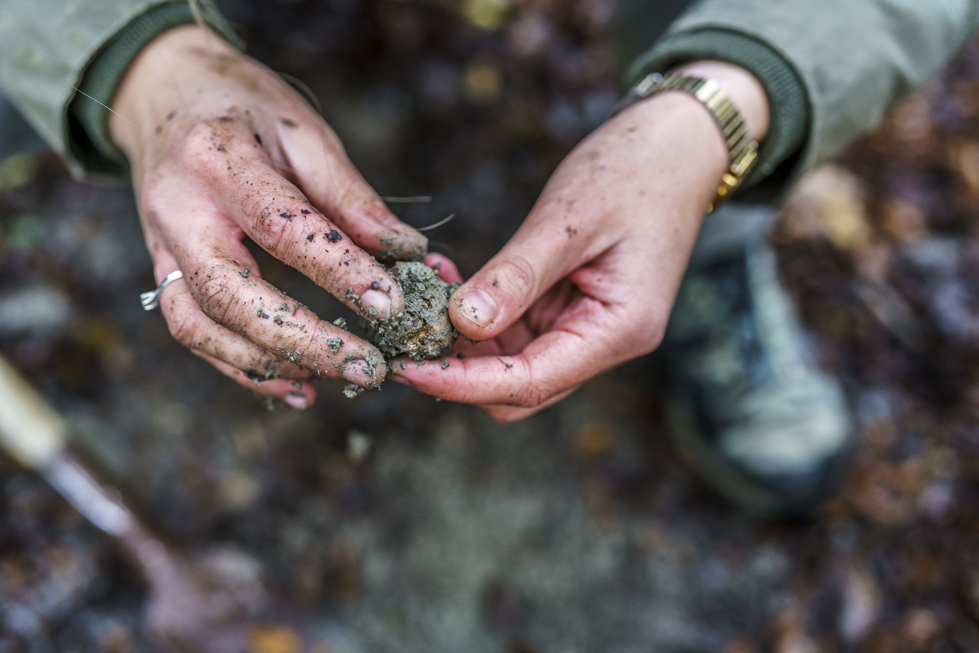 prodan-tartufi-truffle-hunting