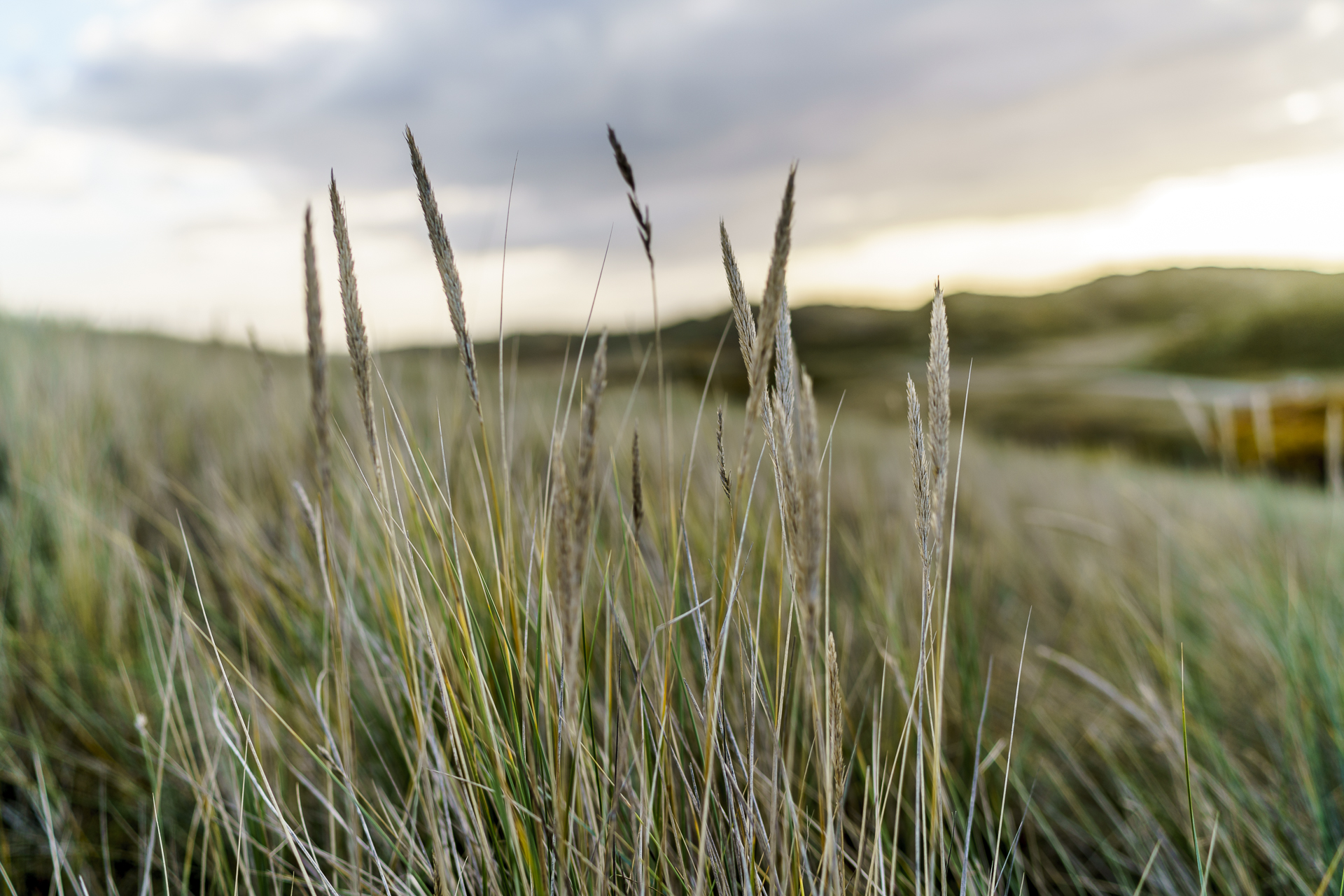strandhafer-ostfriesland