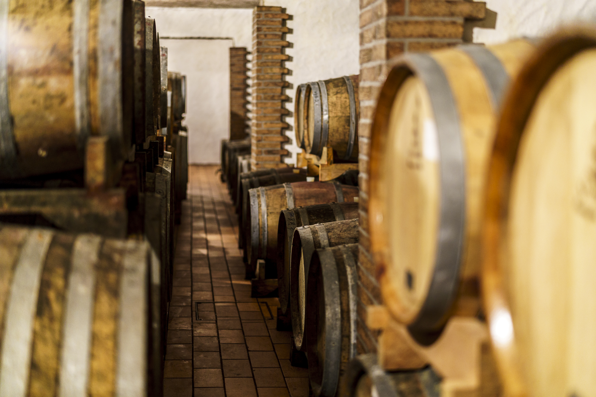 weingut-cattunar-istrien-kroatien