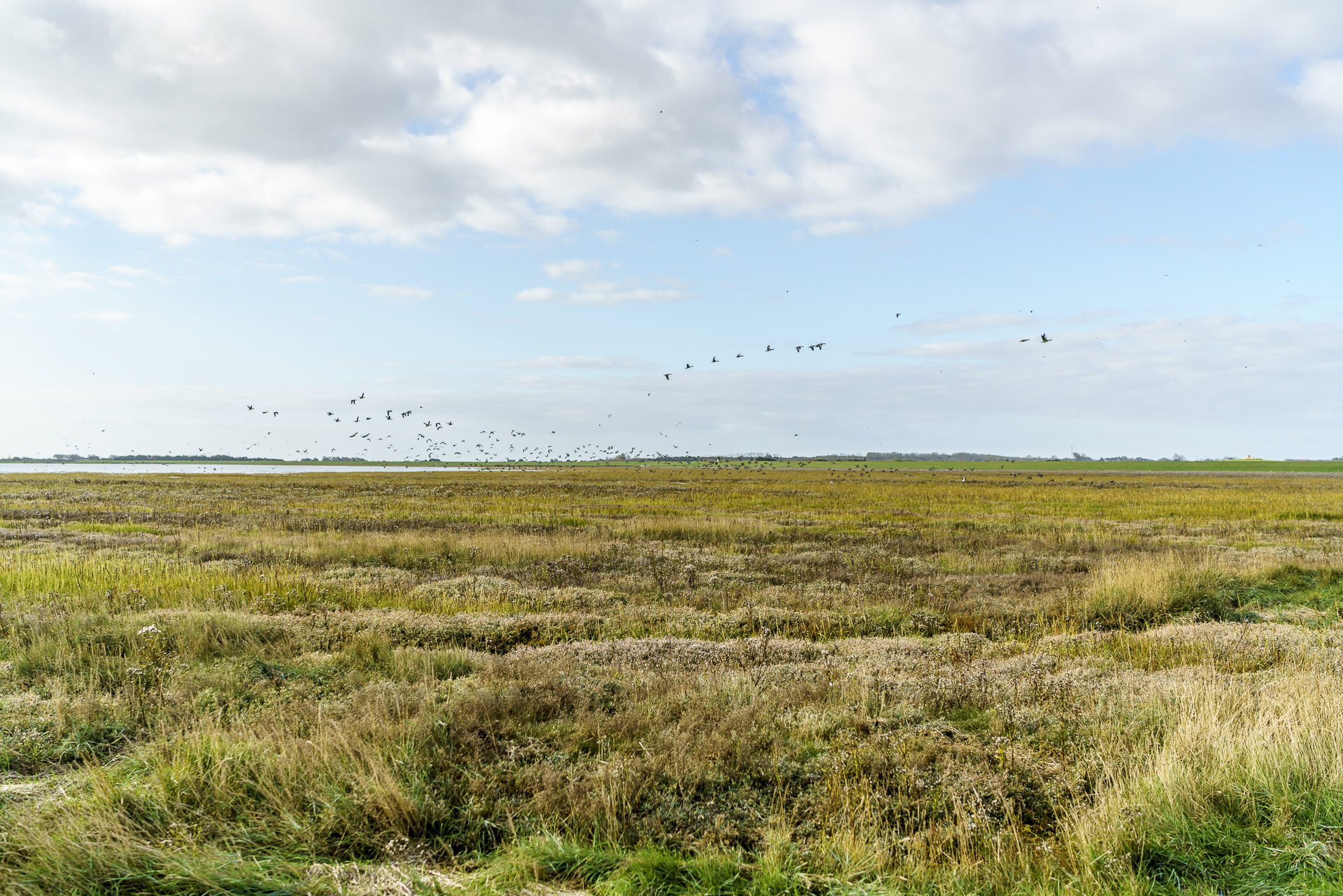 zugvoegel-langeoog