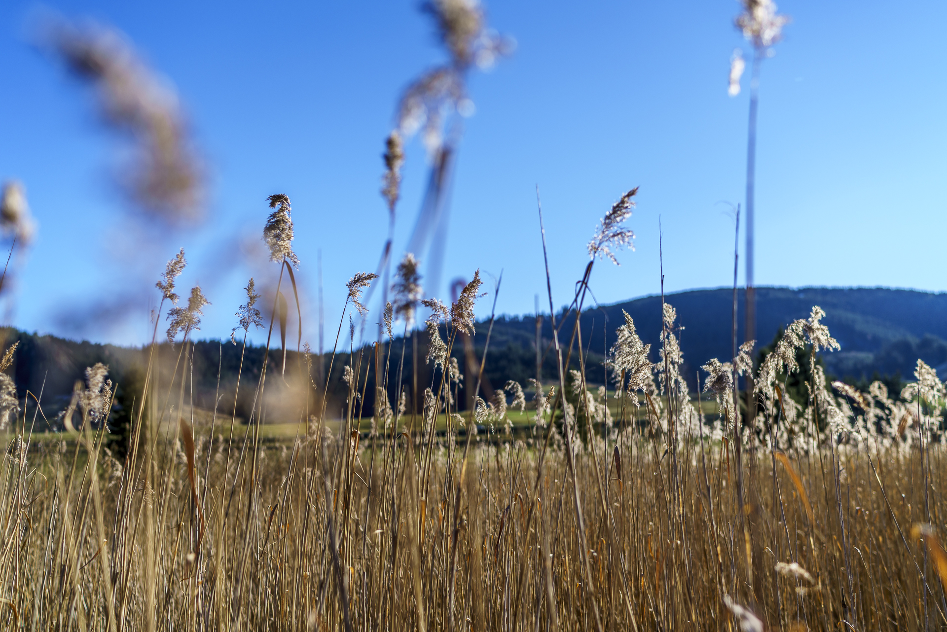 Rothenthurm Moor Vegetation