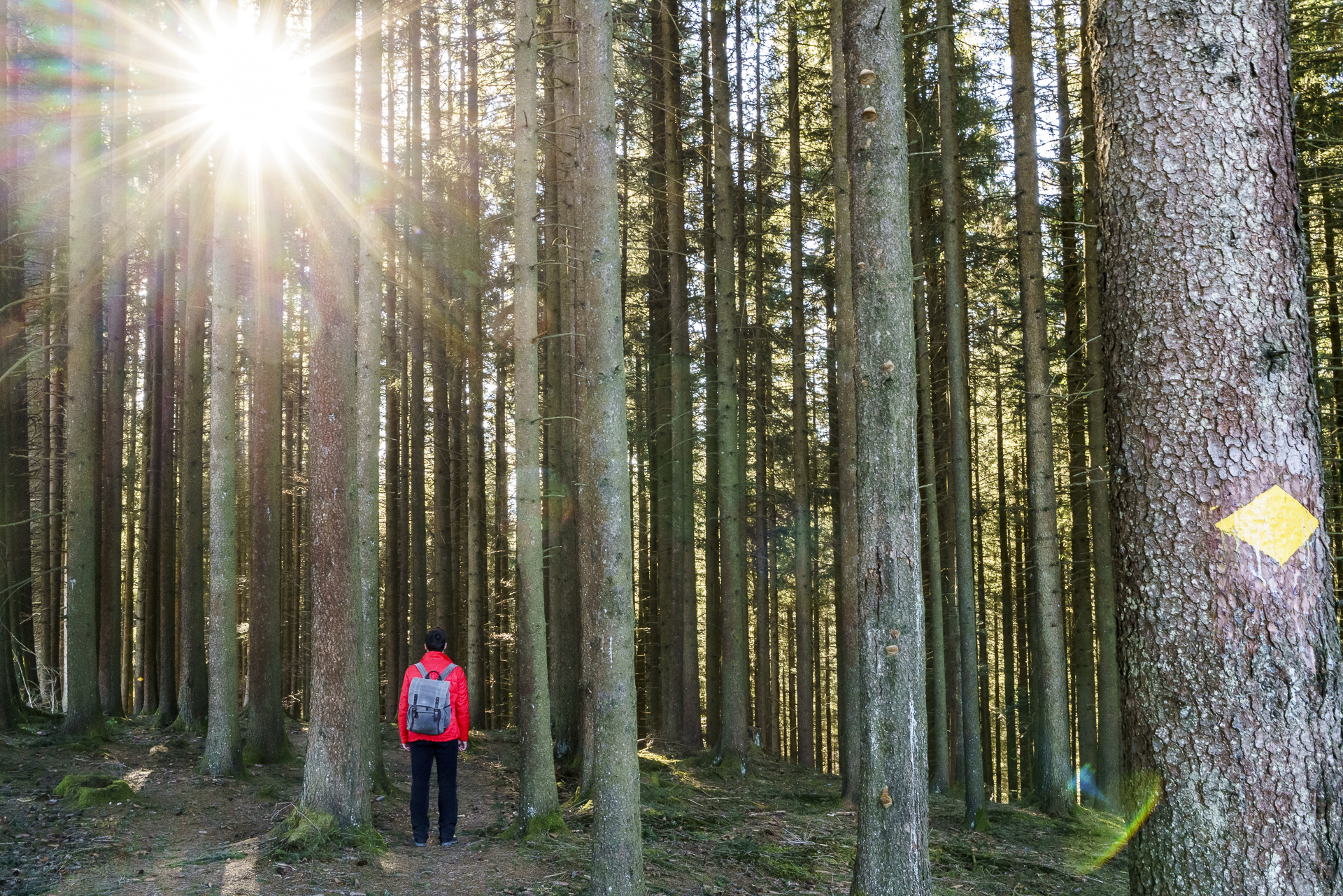 Sonnenstrahlen Wald