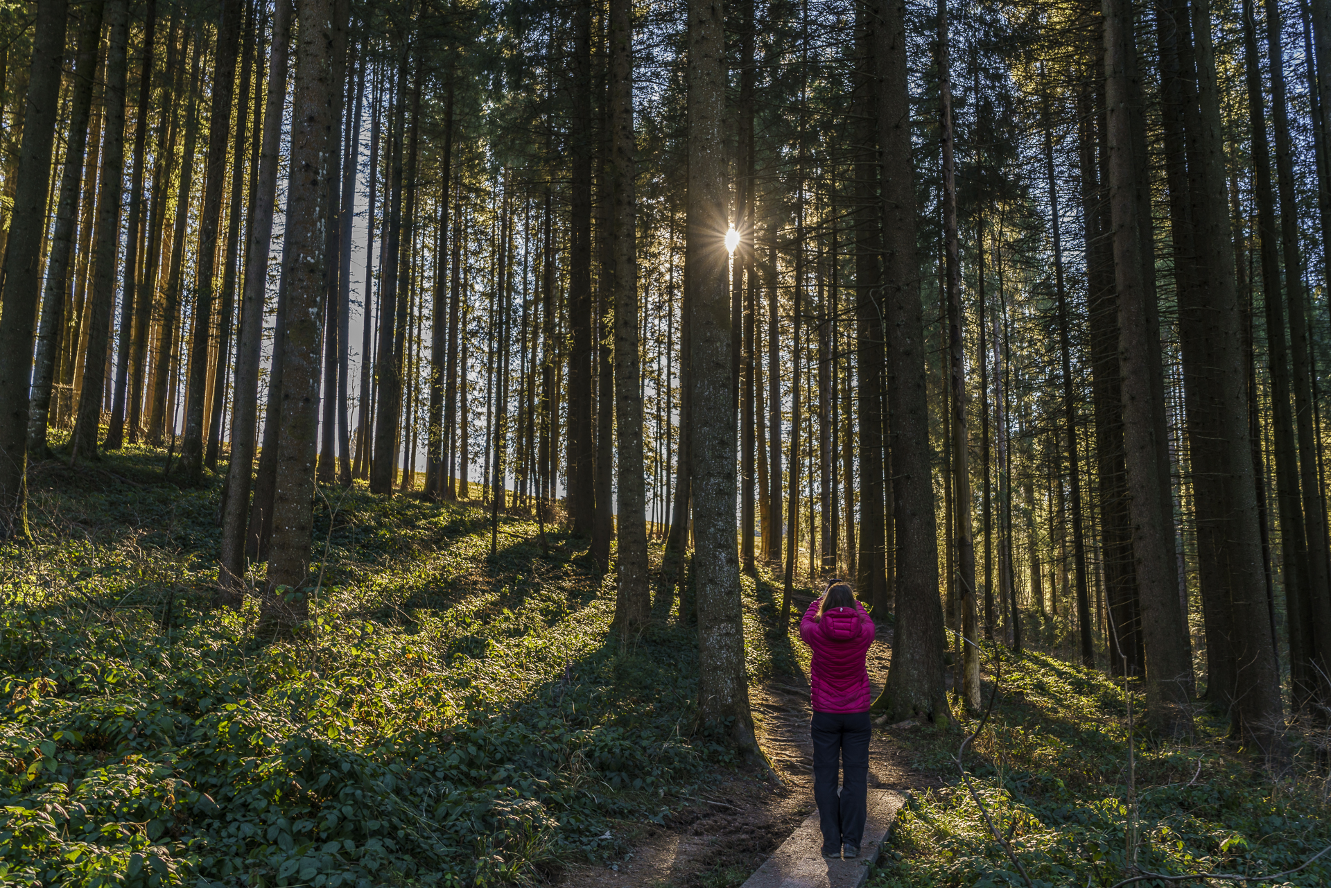 Herbstsonne im Wald
