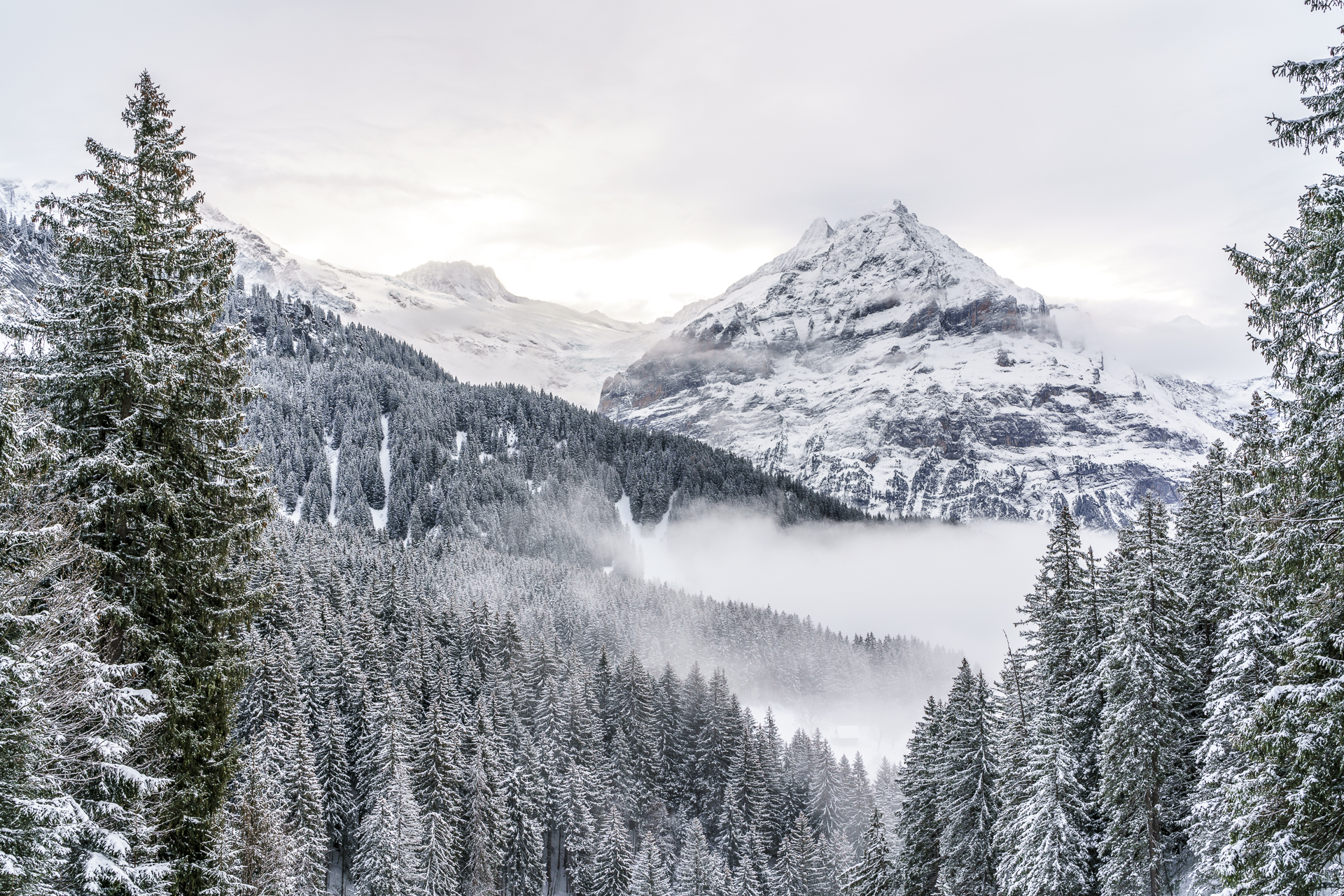 Wetterhorn Grindelwald