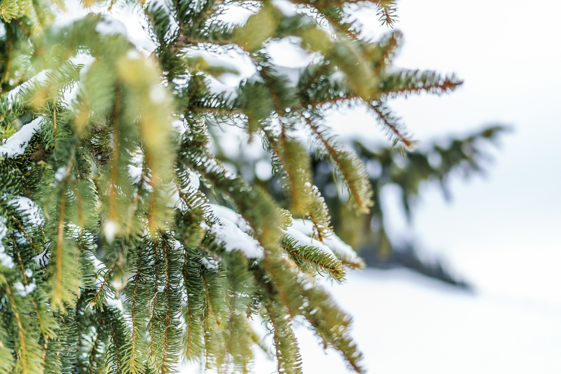 Winterdetail Tanne