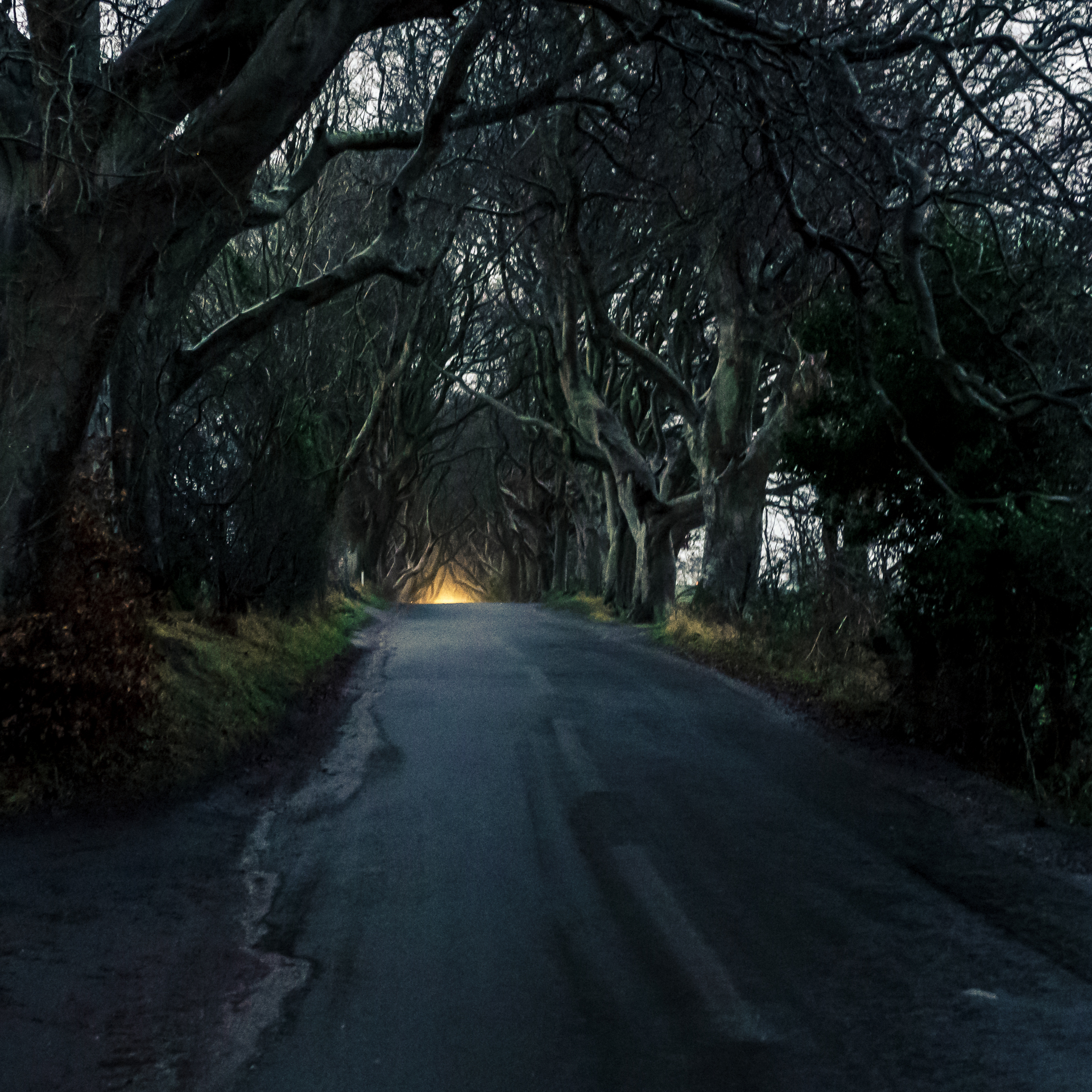 Dark Hedges Nordirland