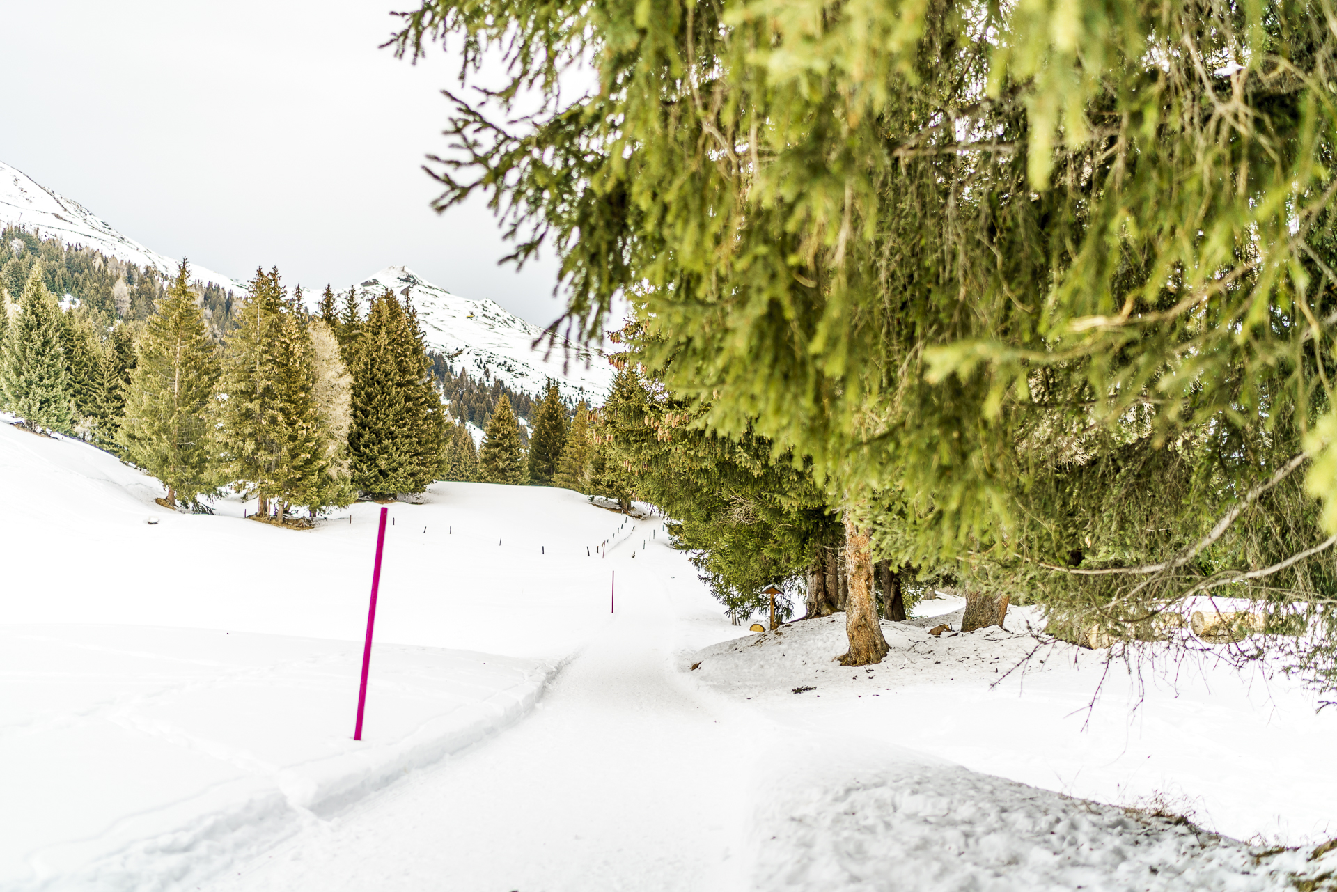 Lenzerheide Winterwandern