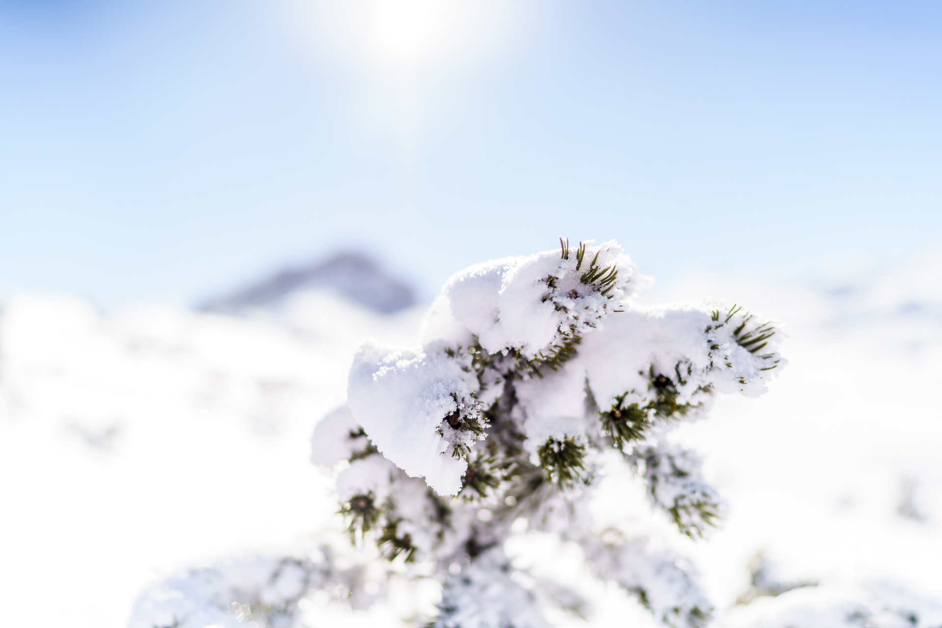 Tannenzweig Makroaufnahme Winter
