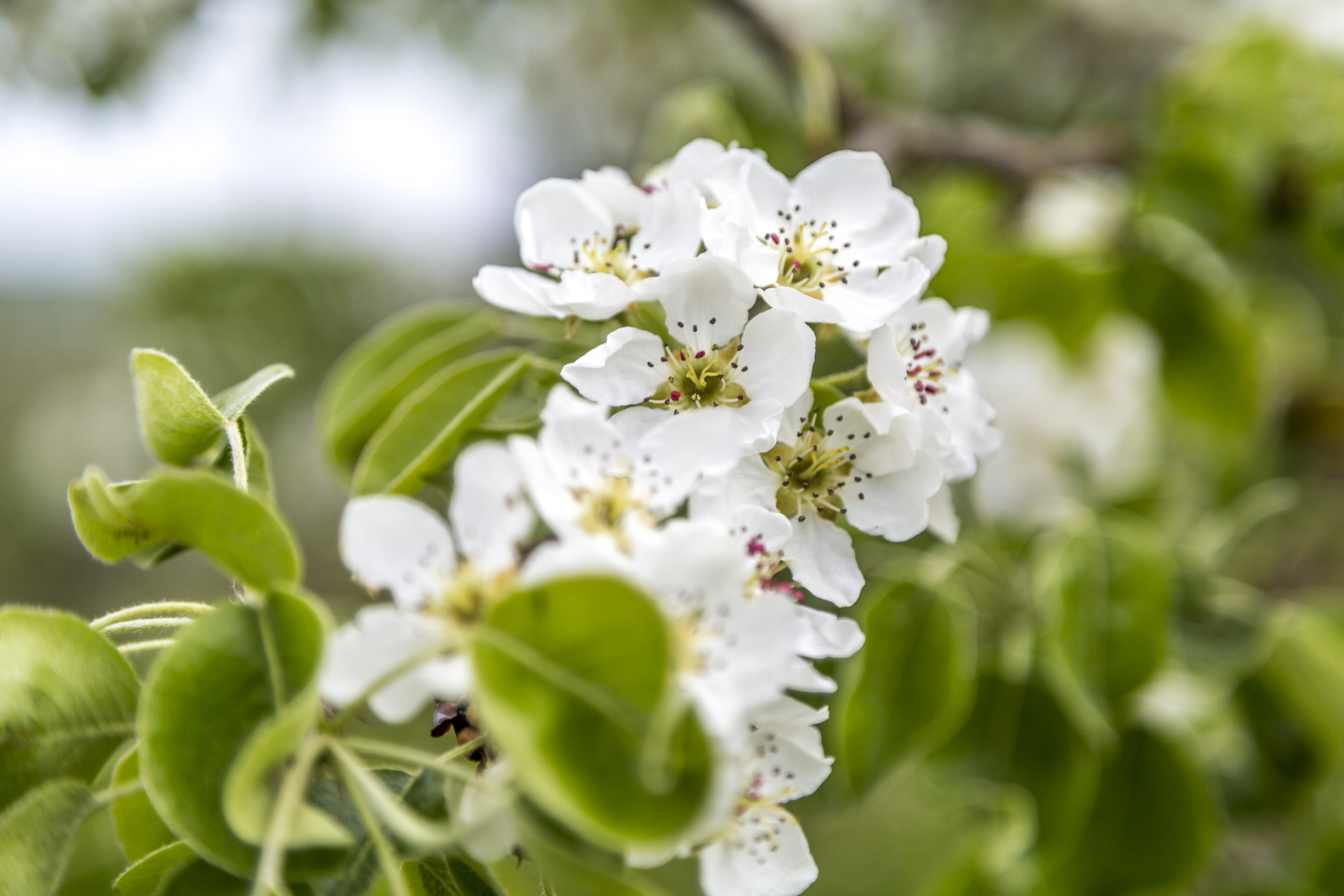 Apfelblüte Thurgau