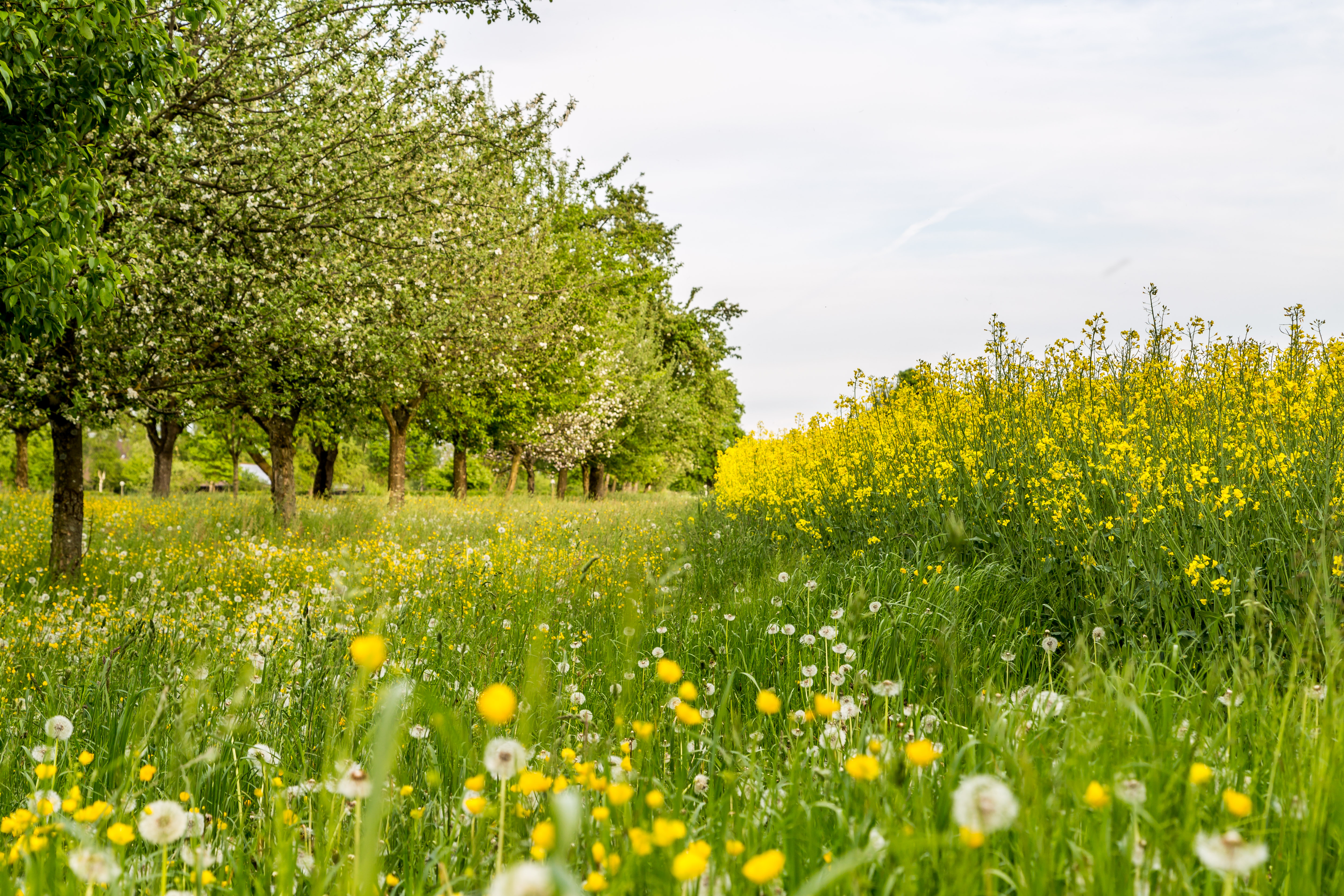 Blühende Frühlingslandschaft im Zürcher Oberland