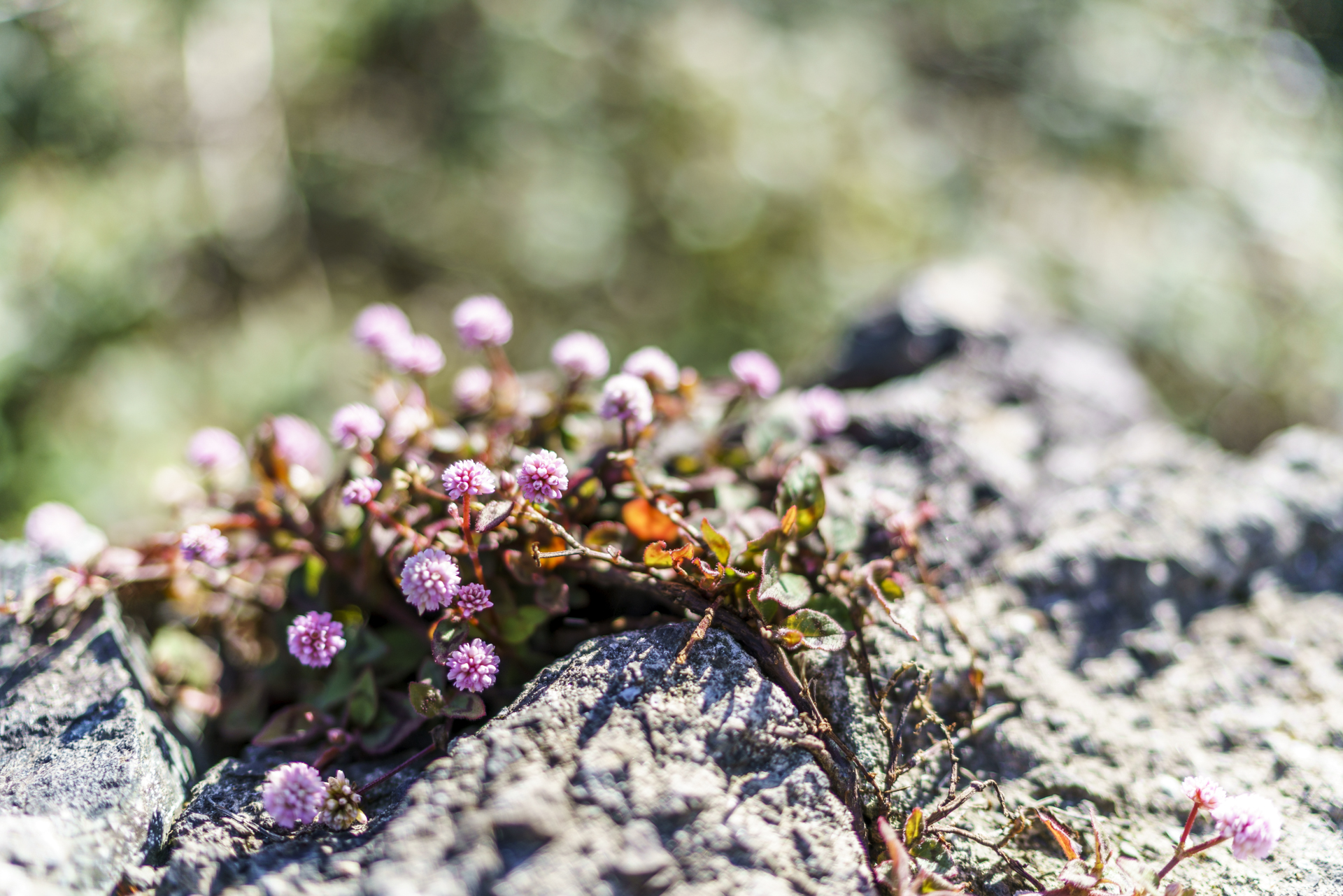 Blumen Azoren