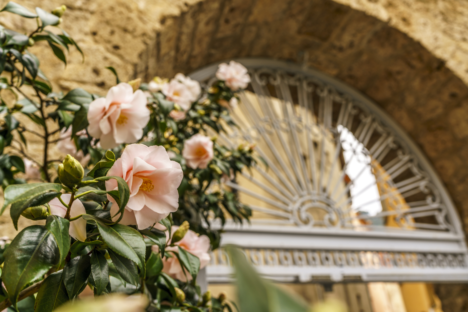 Grasse Altstadt Blumen