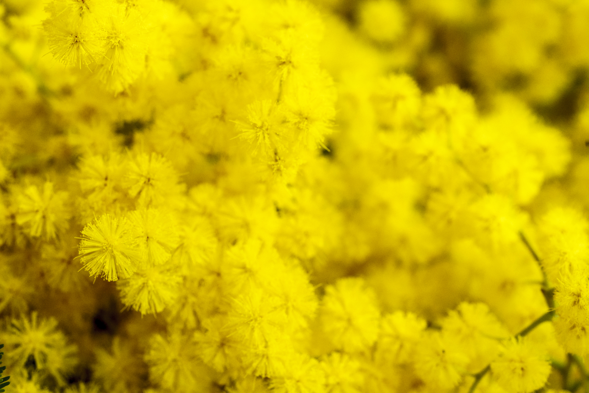 Mimosa Detailaufnahme