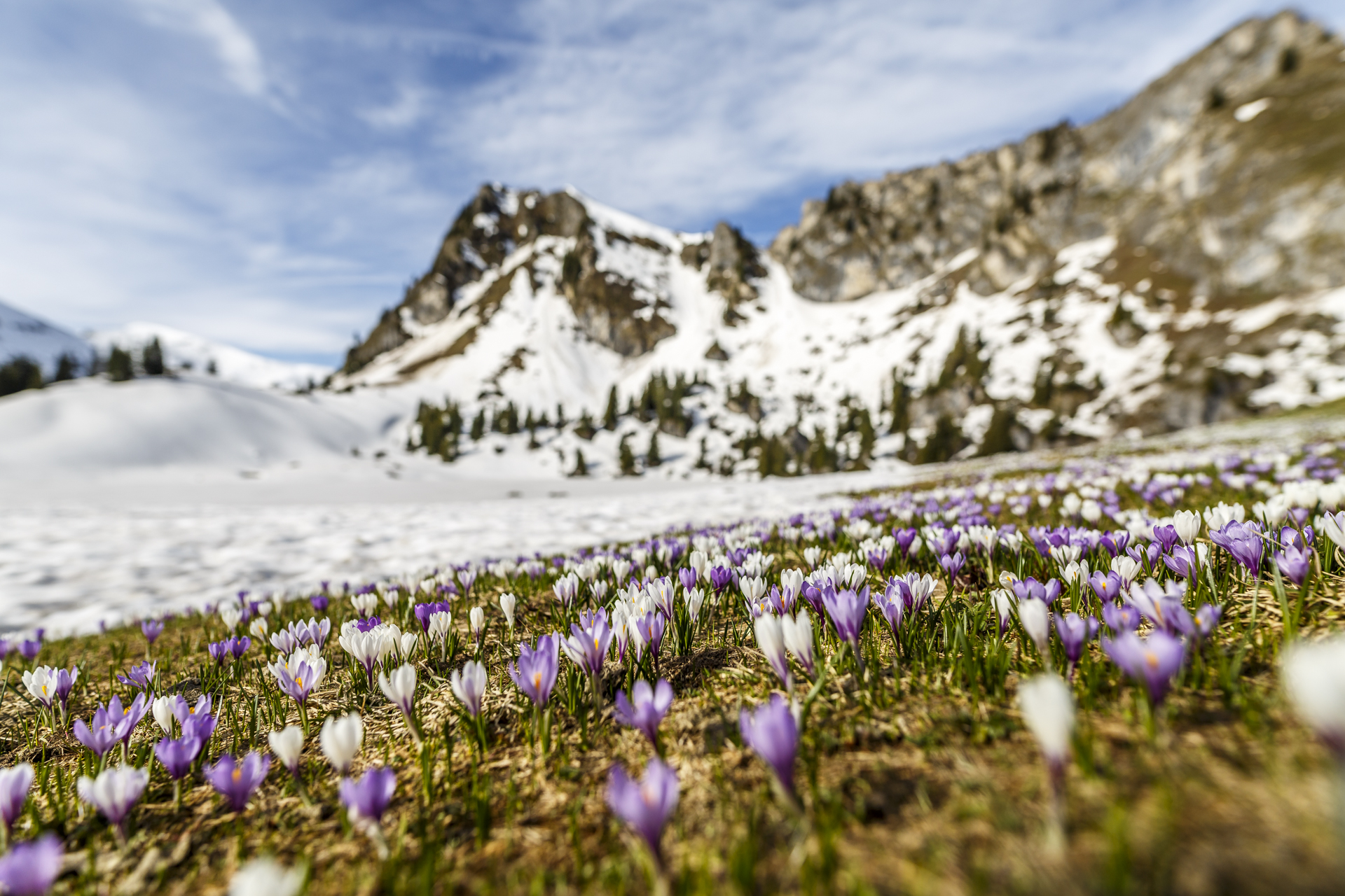 Seebergsee Krokusse