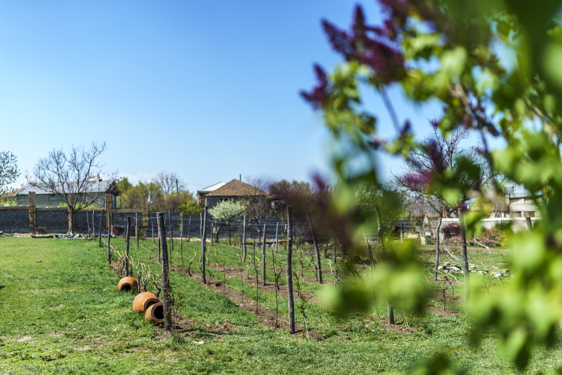 Georgien Iago's Wein