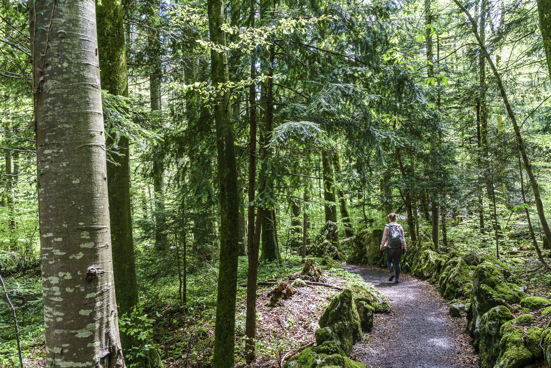 Wald Seelisberg
