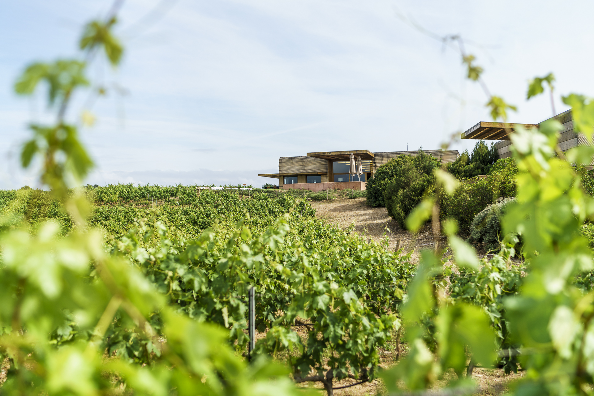 Bodega Alcorta Logrono