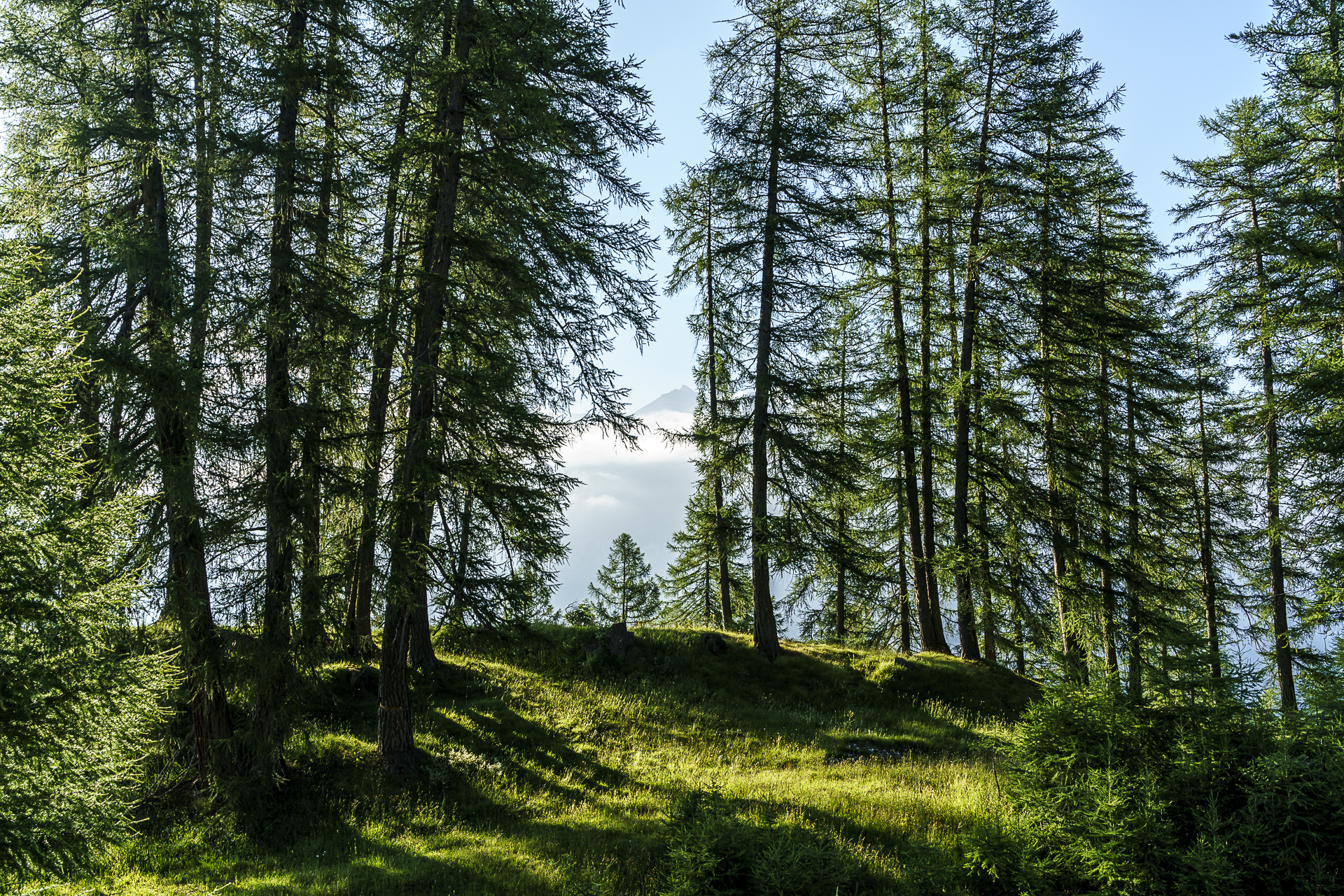 Lärchenwald Mathon