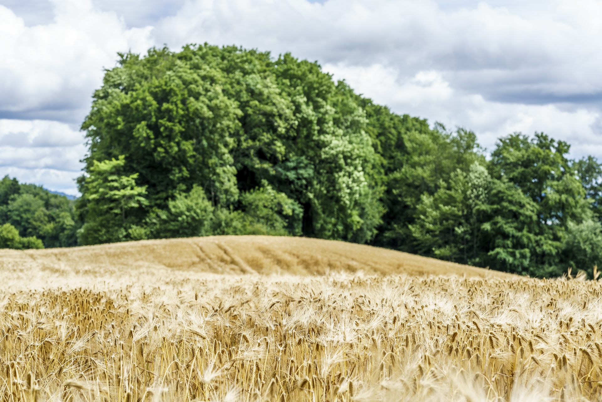 Sommer Gürbetal