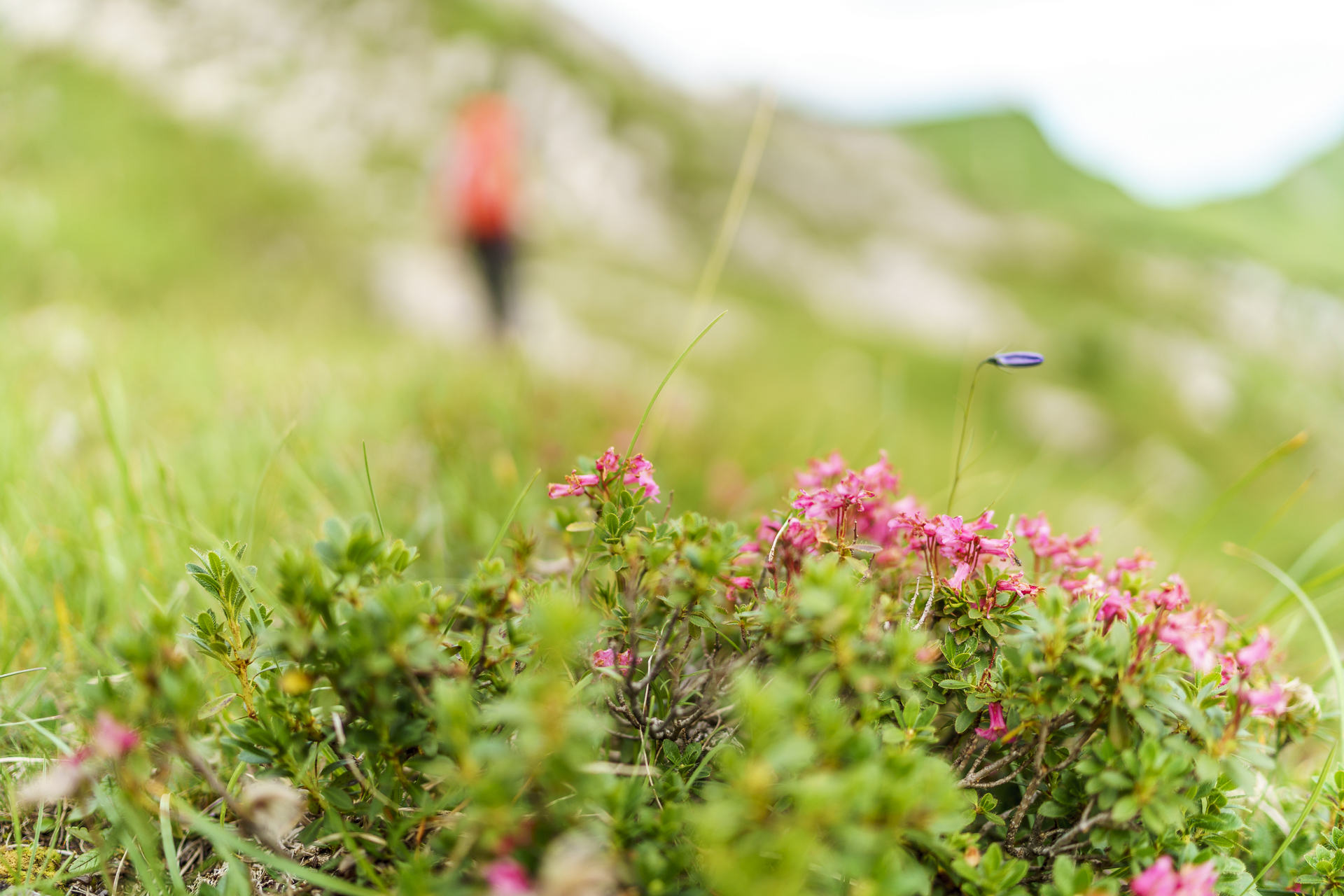 Alpenrosen Tannheimertal