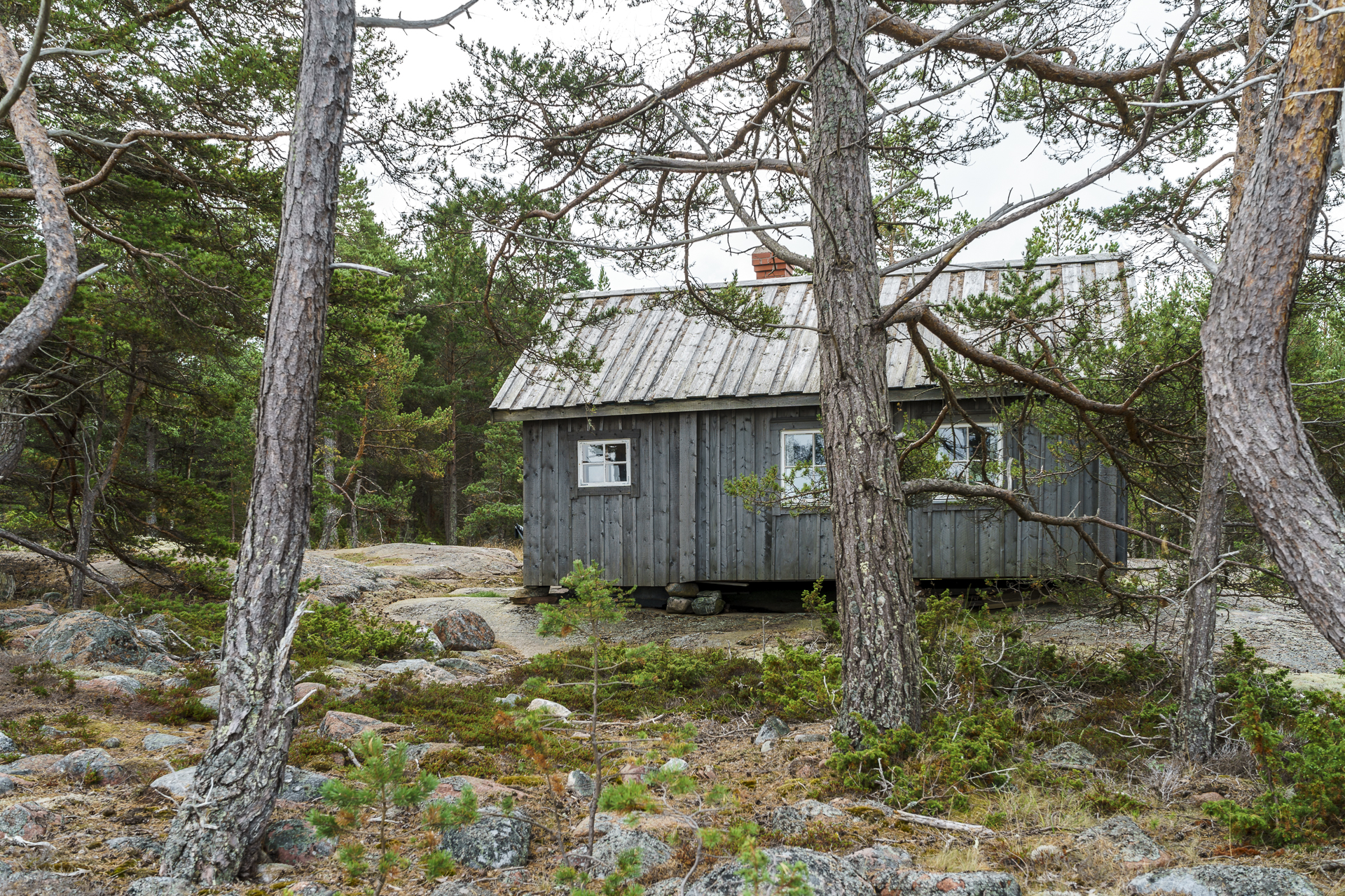 Sviskär