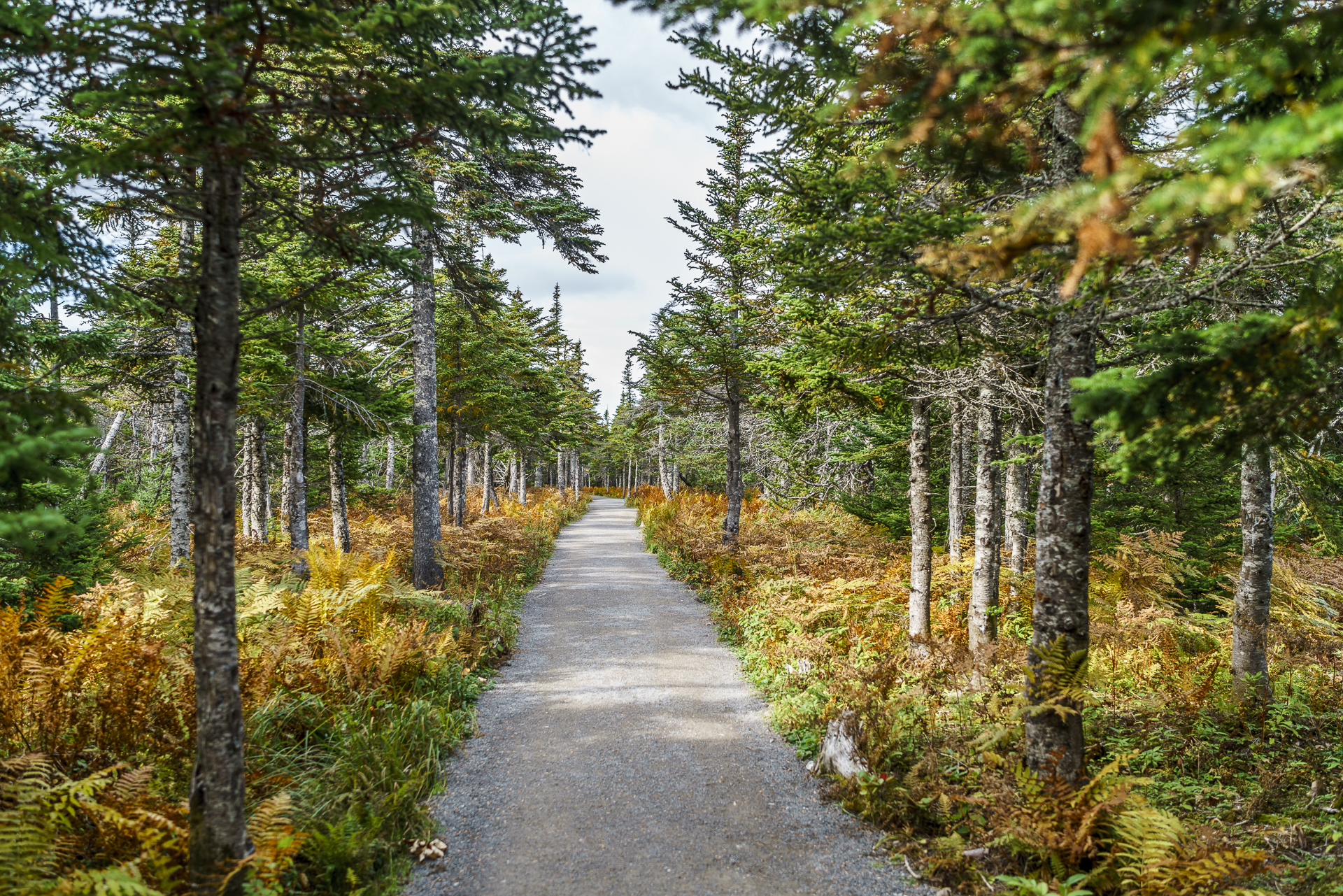 Skyline Trail Cape Breton