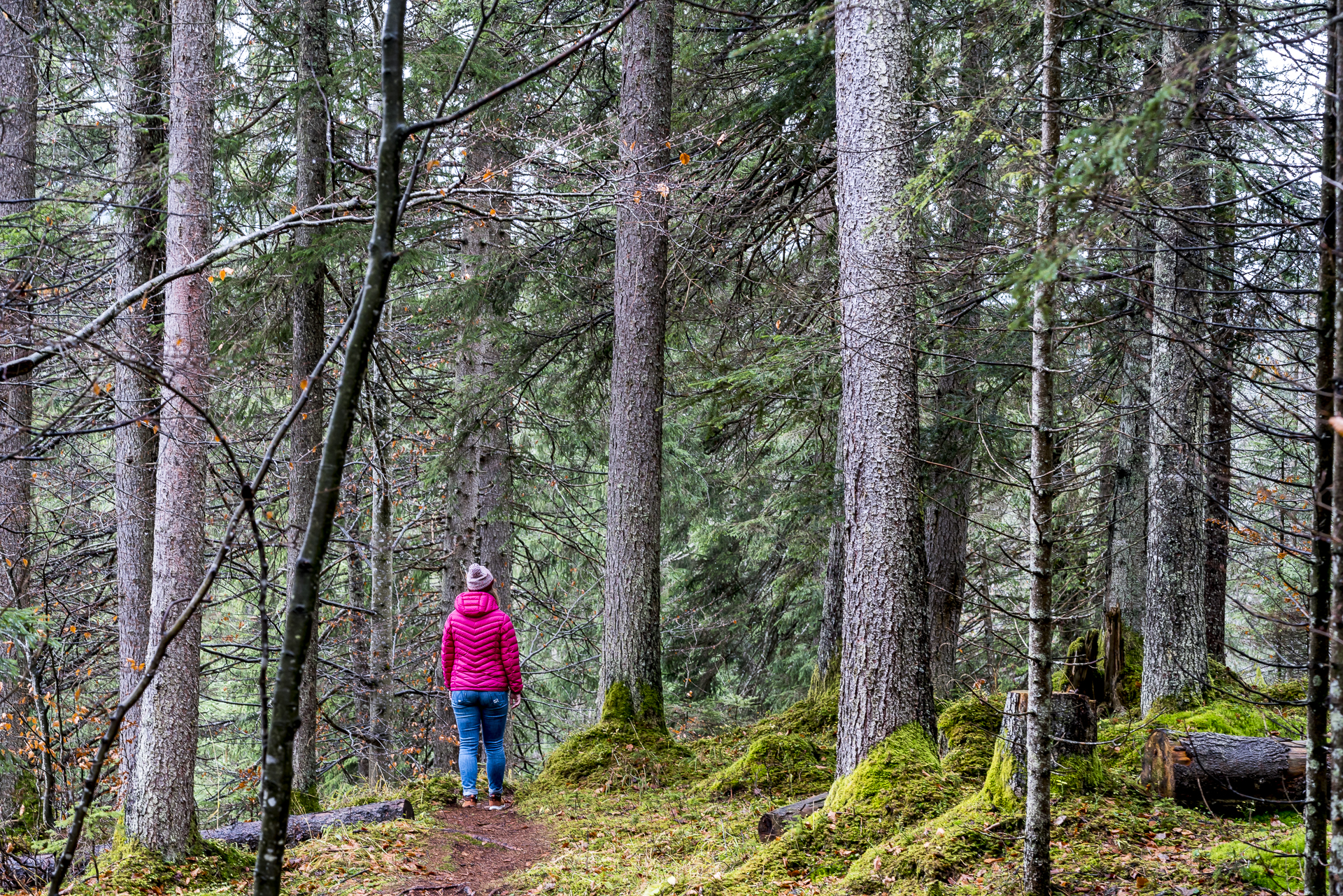 Im Bayerischen Wald