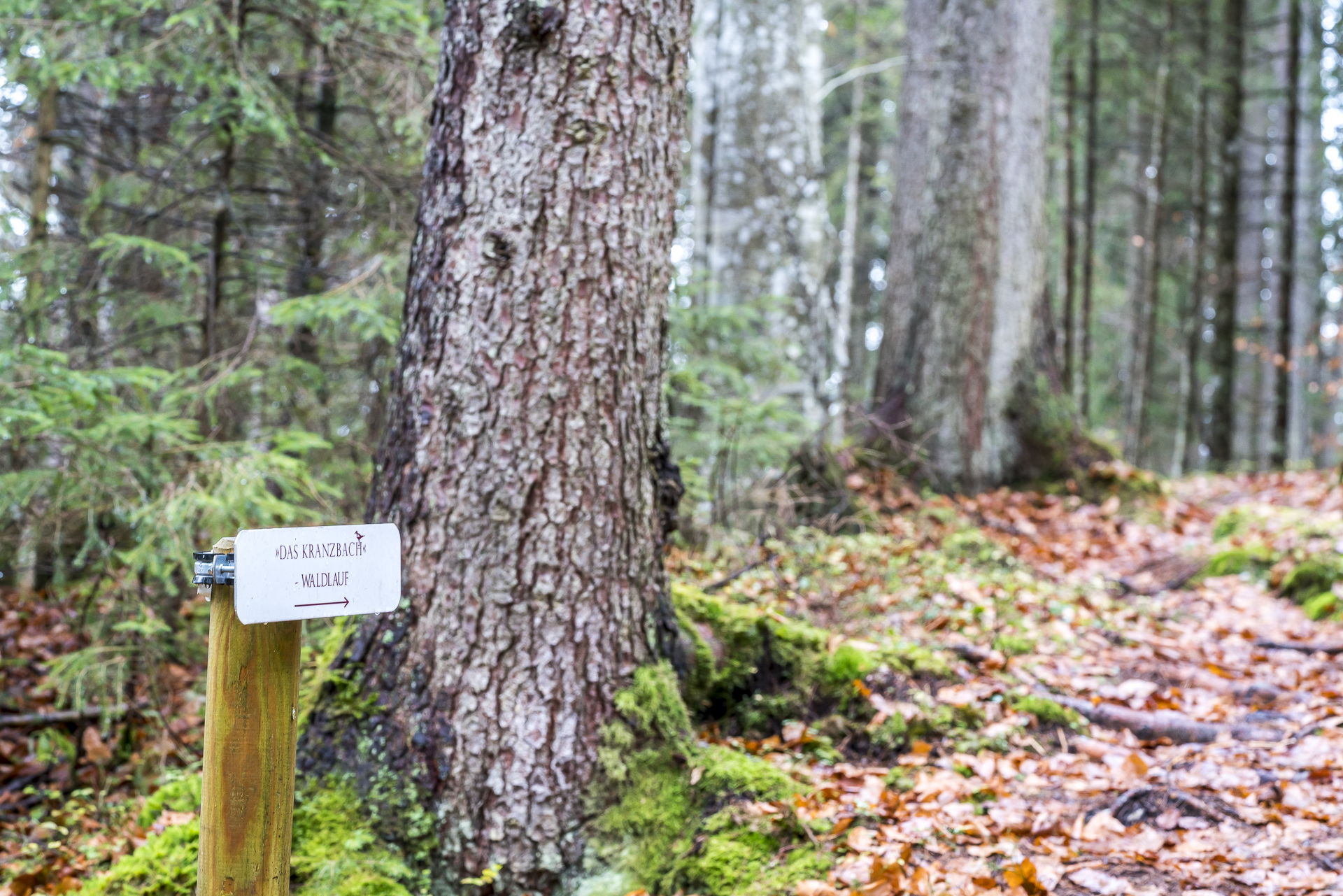 Der Kranzbach Waldlauf