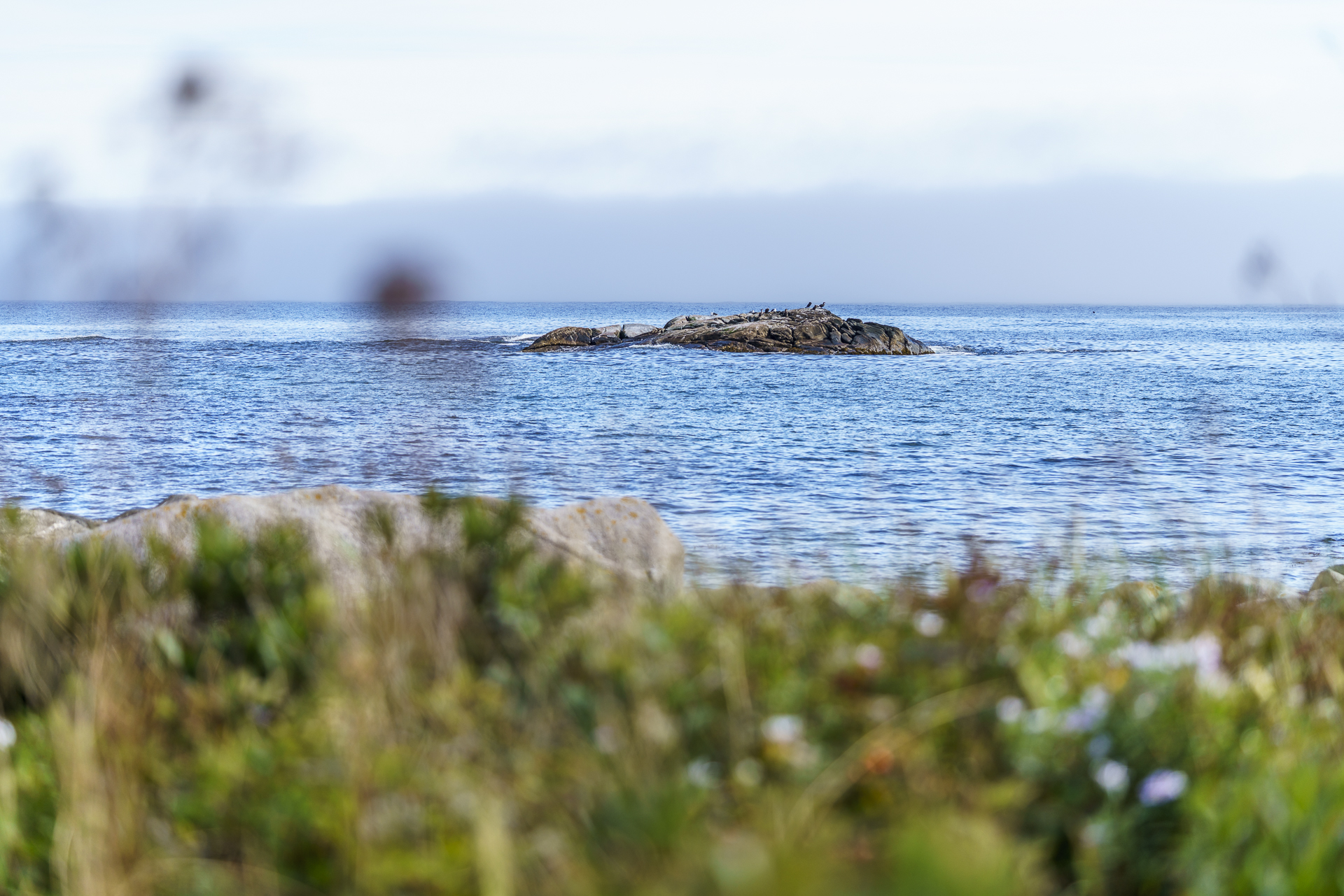 Kejimkujik National Park Seaside Seals