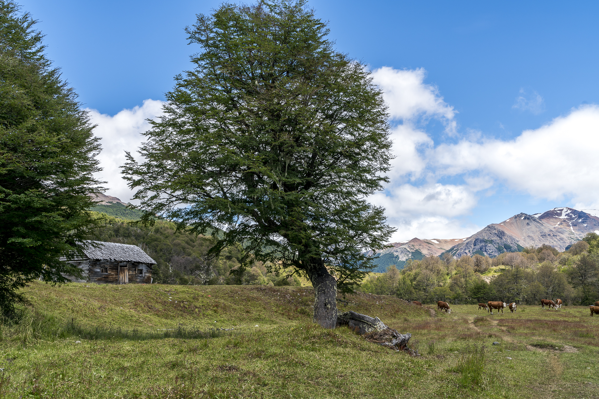 Alpweiden Patagonien
