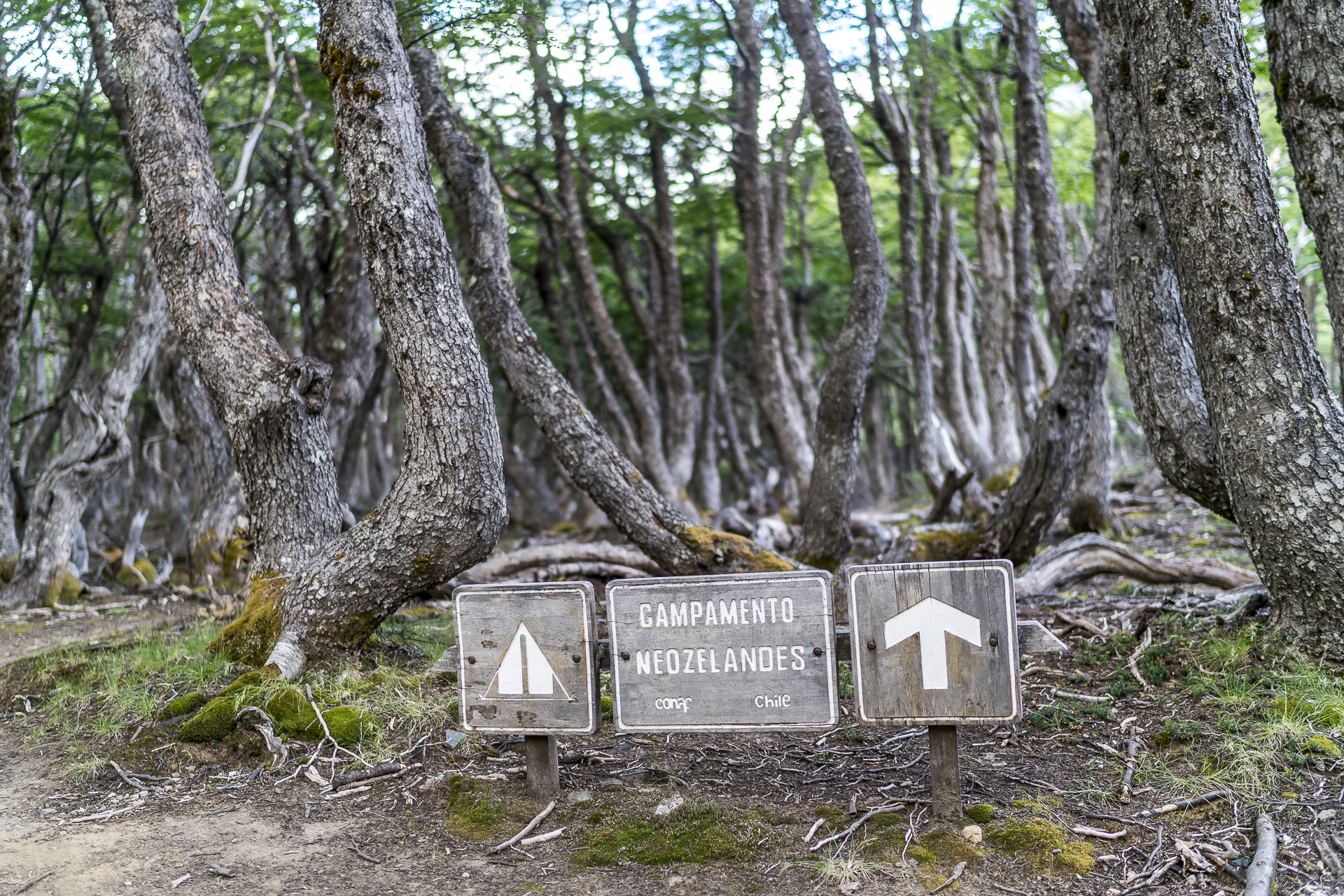 Campamento Neozelandes Cerro Castillo