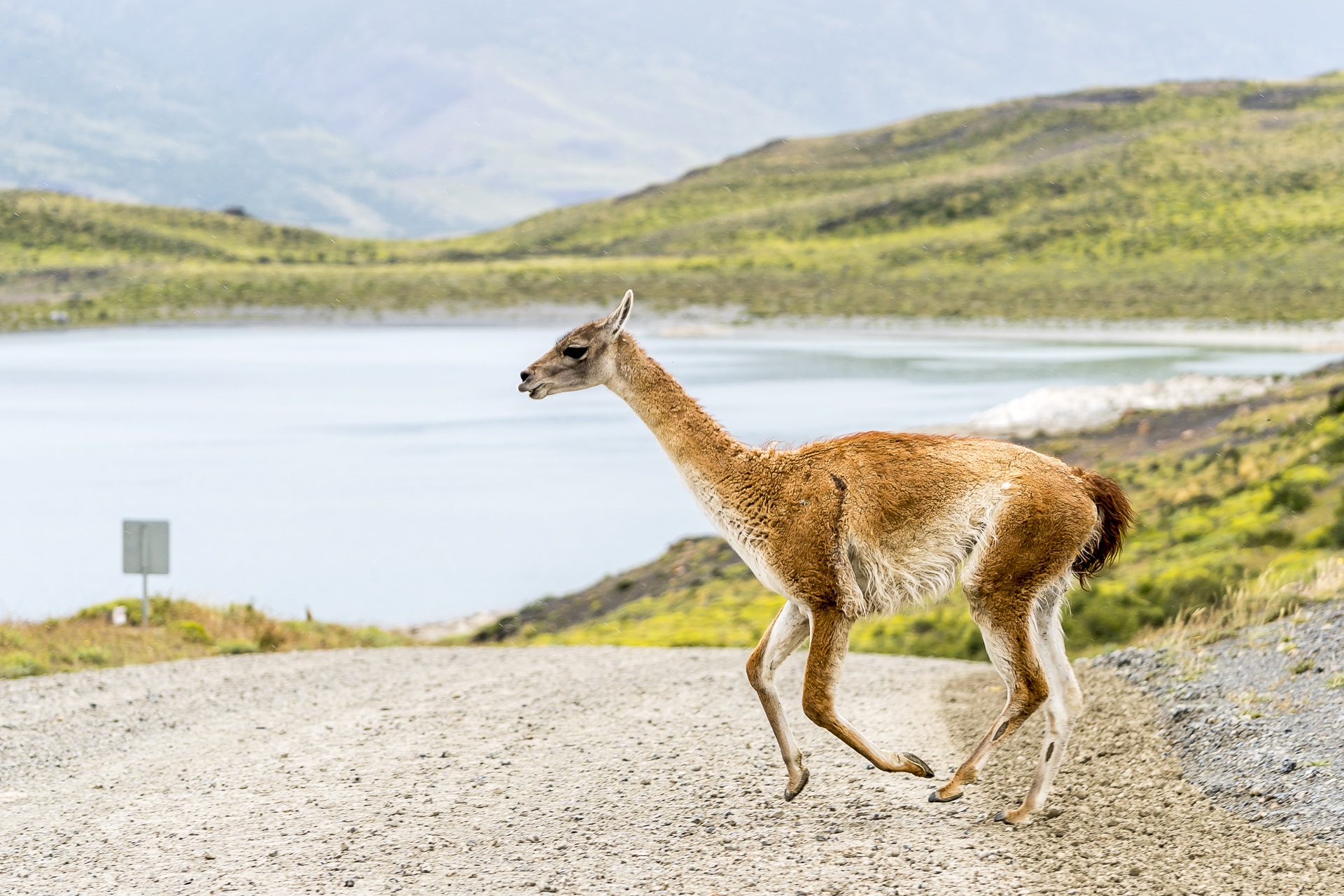 Guanaco rennt über die Strasse