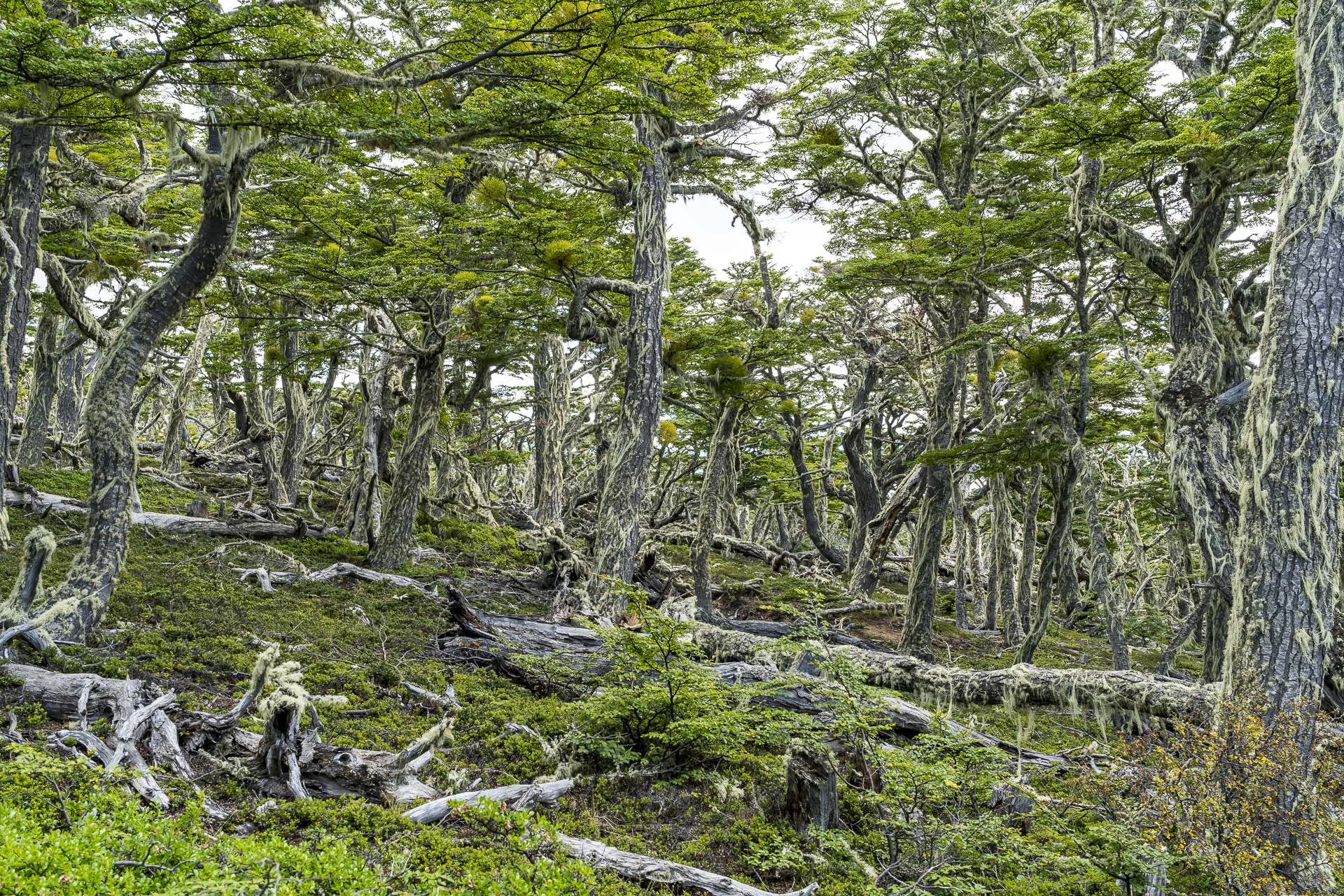 Puerto Natales Mirador Dorotea Wald