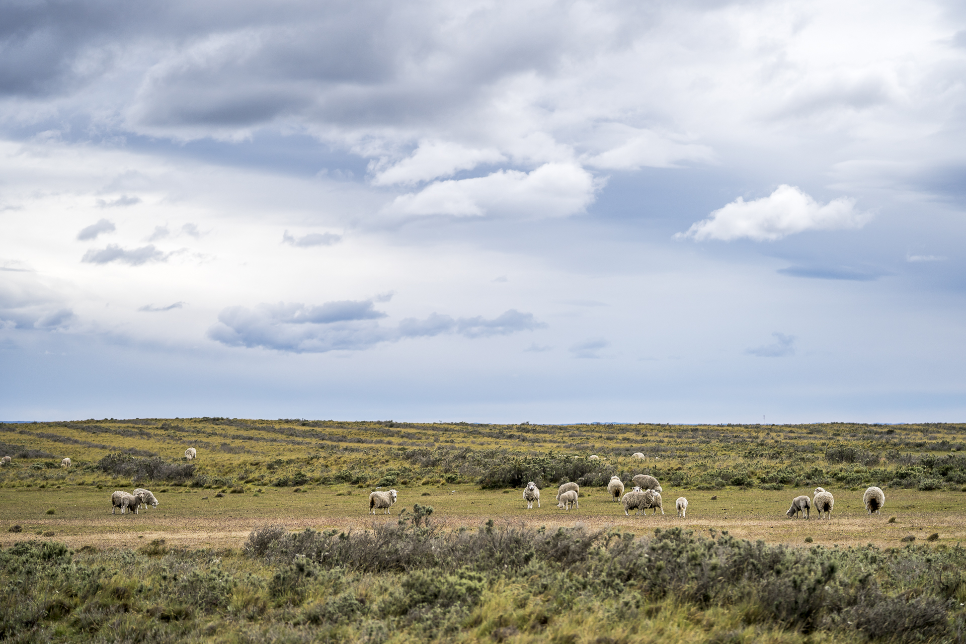 Patagonien Schafe