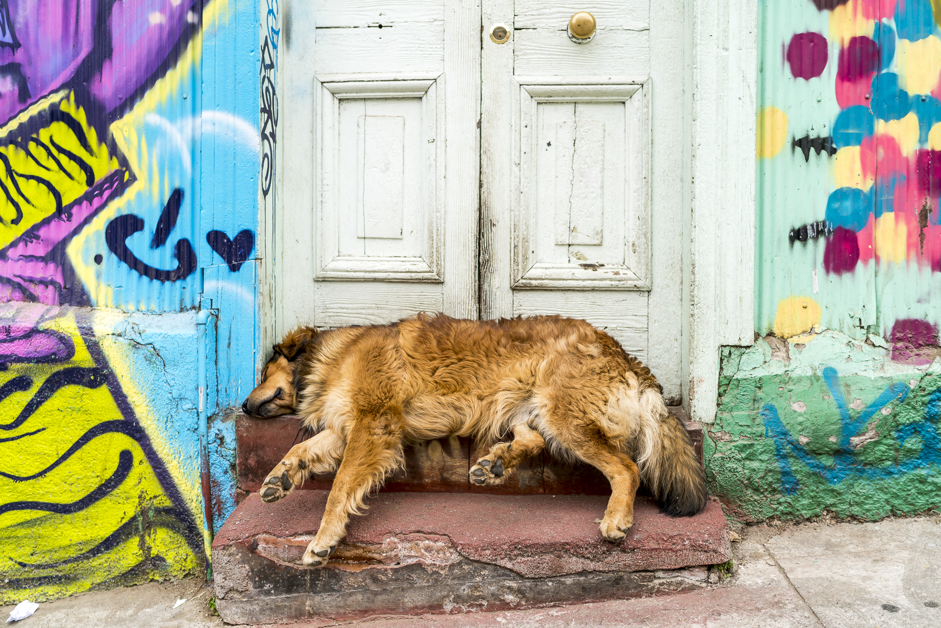 Valparaiso Strassenhunde