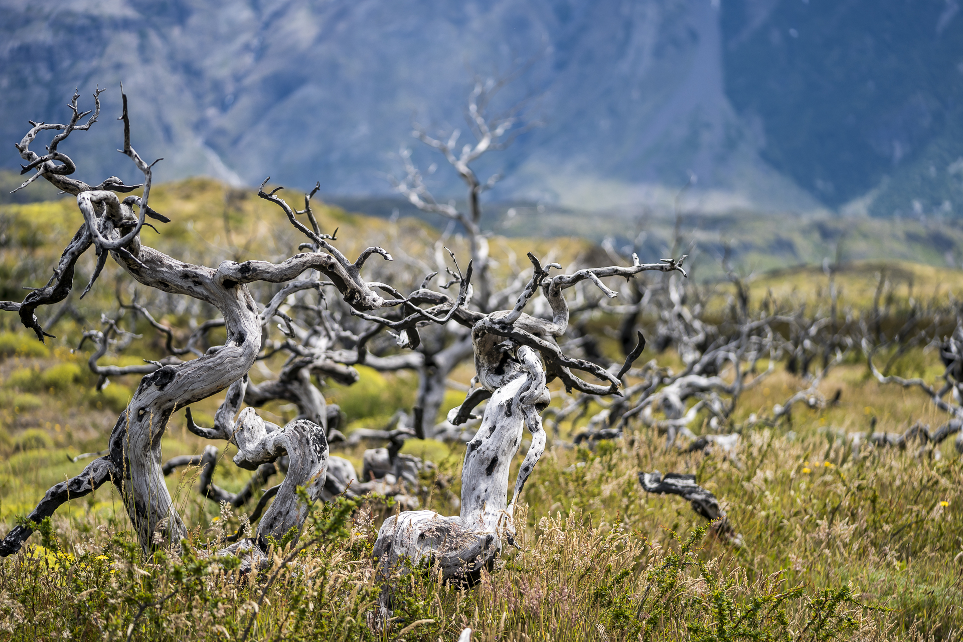 Waldbrandüberreste Torres del Paine