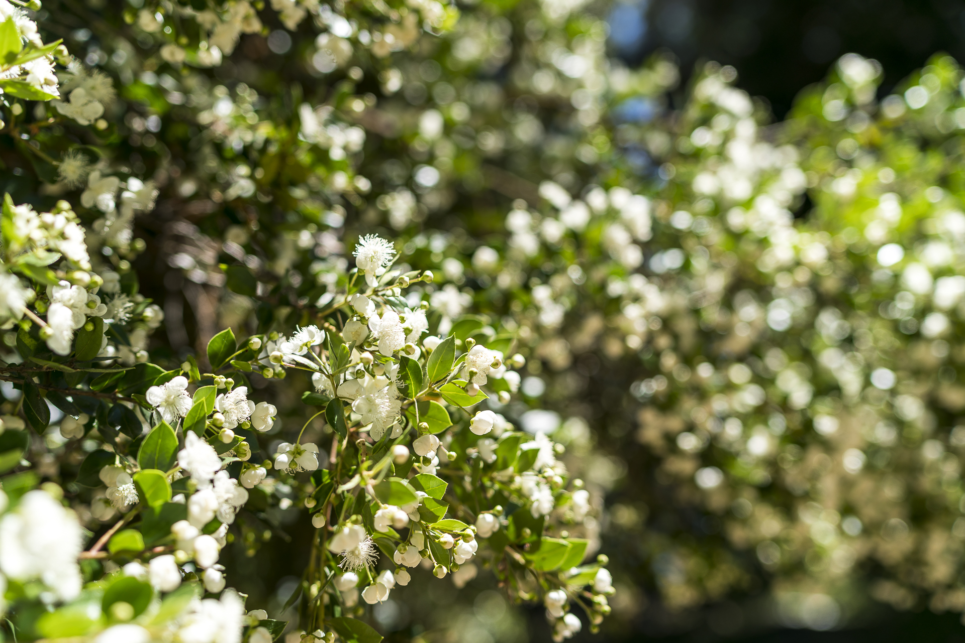 Arrayanablüten