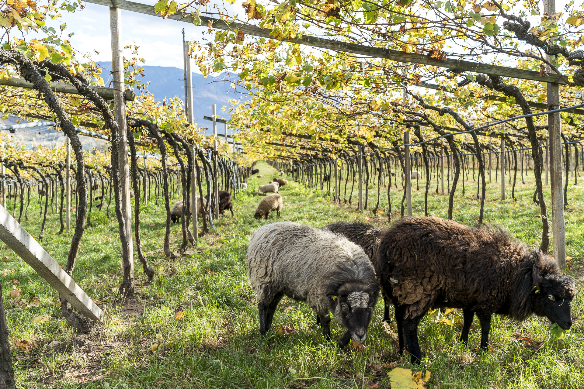 Biodynamisches Weingut Manicor Südtirol mit Schafen