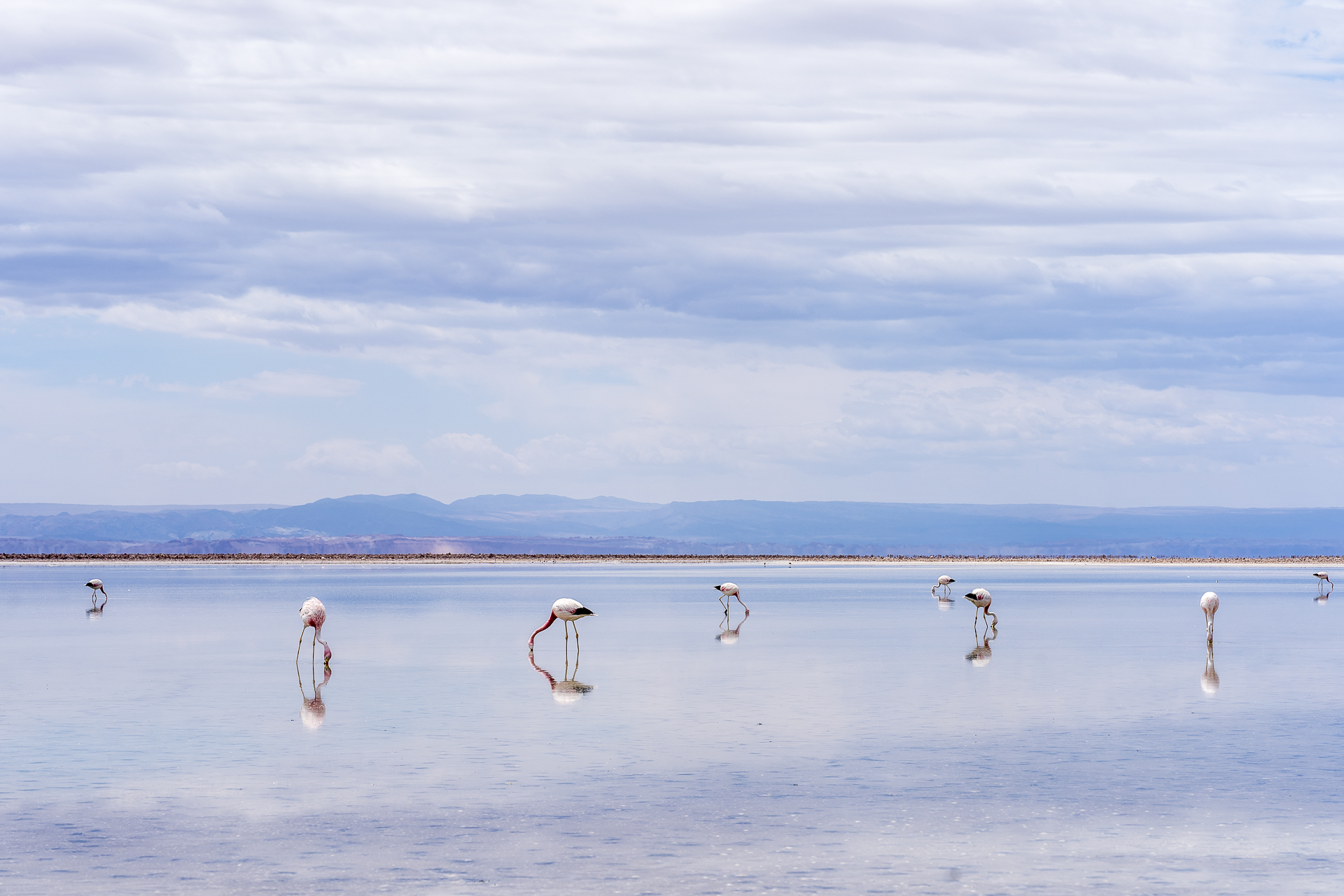 Flamingos Laguna Chaxa