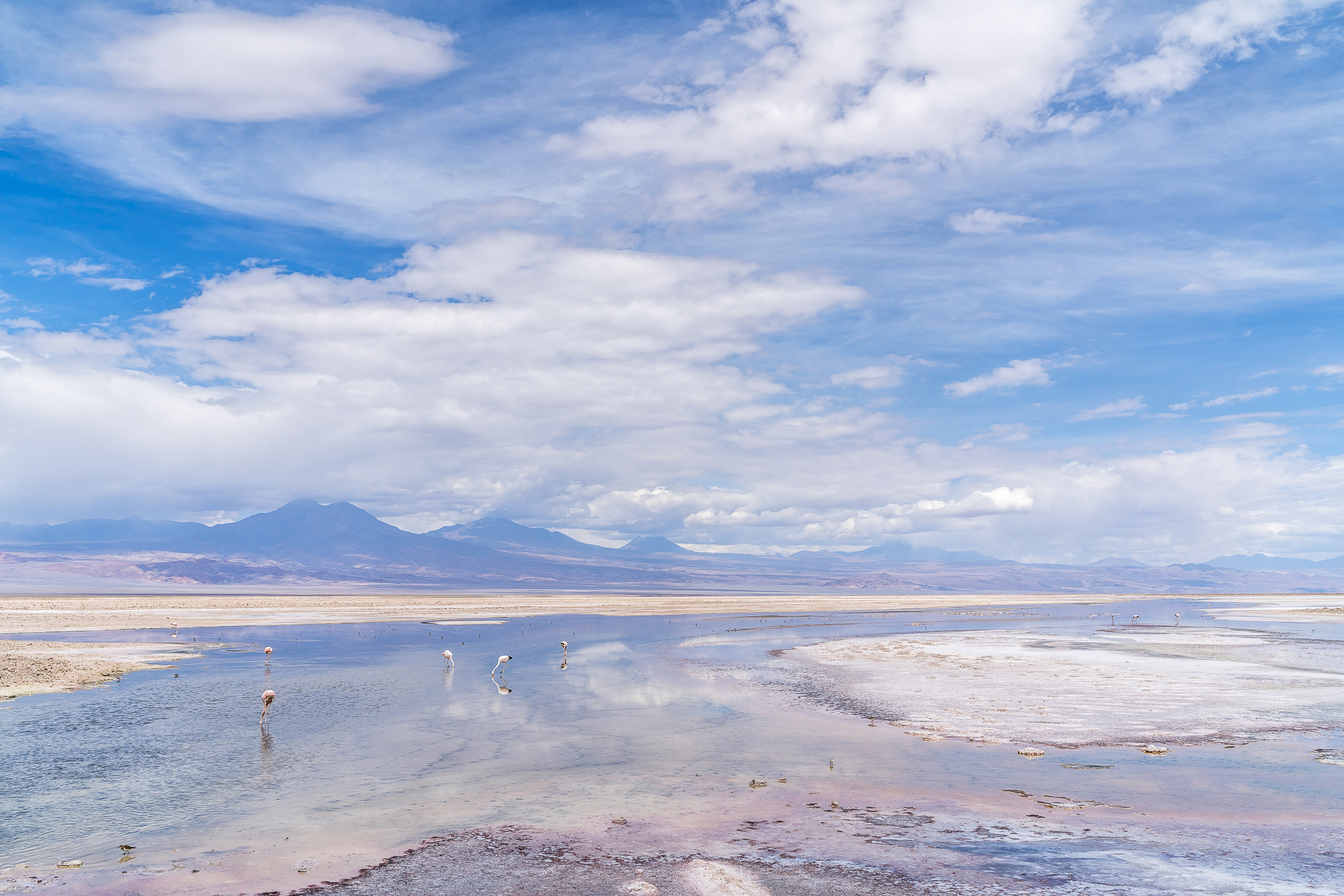 Laguna Chaxa Salar de Atacama