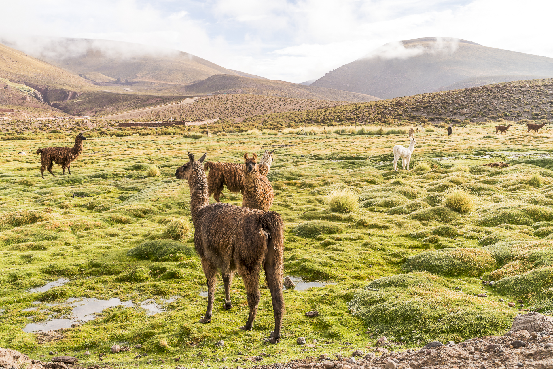 Lamas