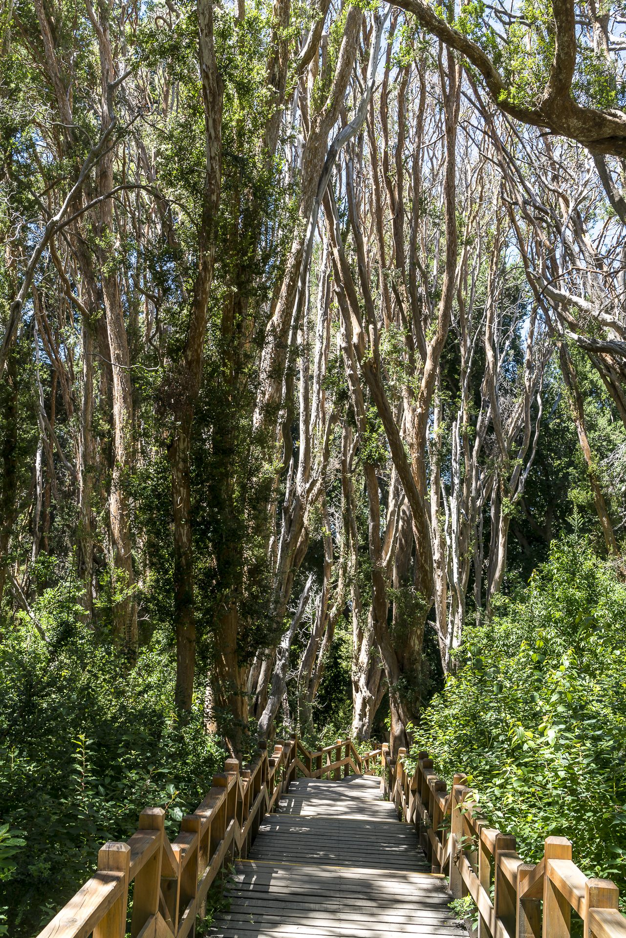 Nationalpark los Arrayanes schöne Bäume