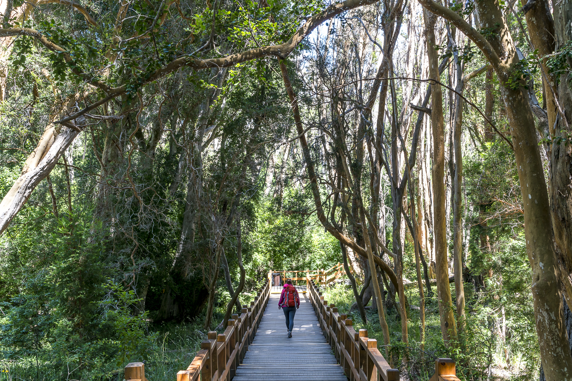 Nationalpark Los Arrayanes Trail