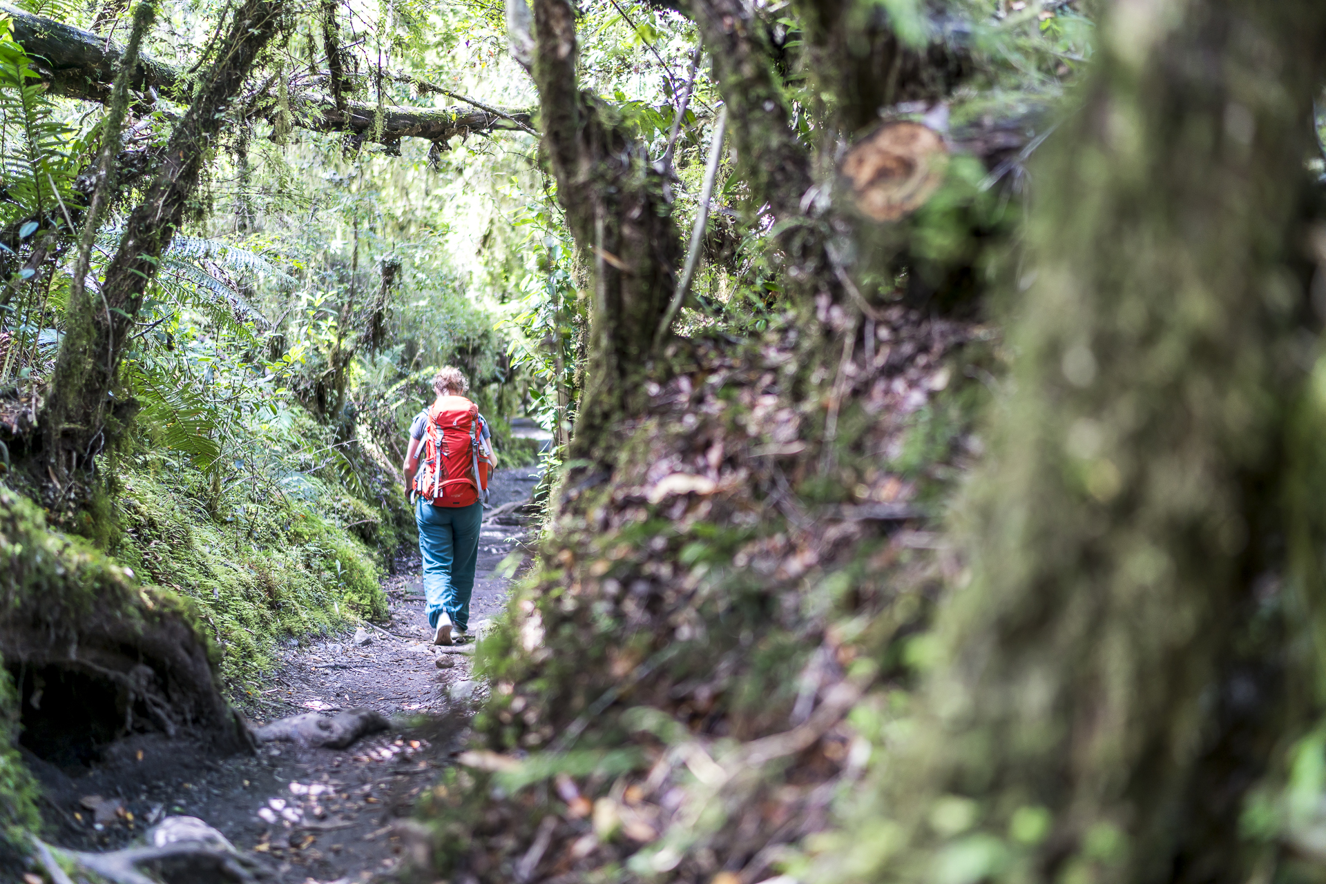 Wandern im Queulat Nationalpark