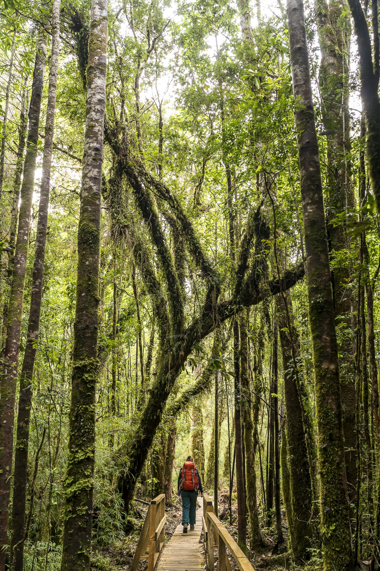 Wandern im Nationalpark Alerce Andino