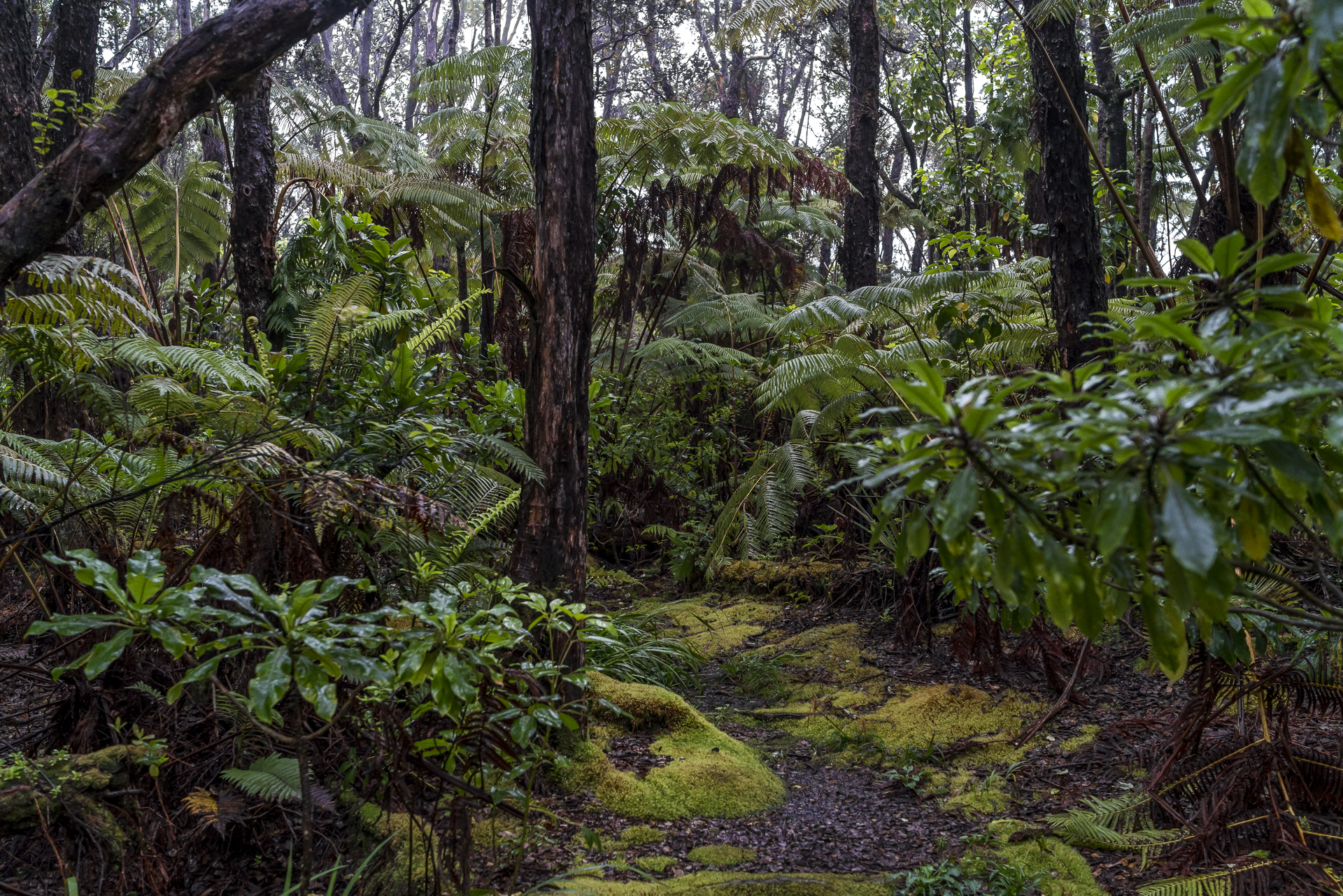 Lavafelder Wald